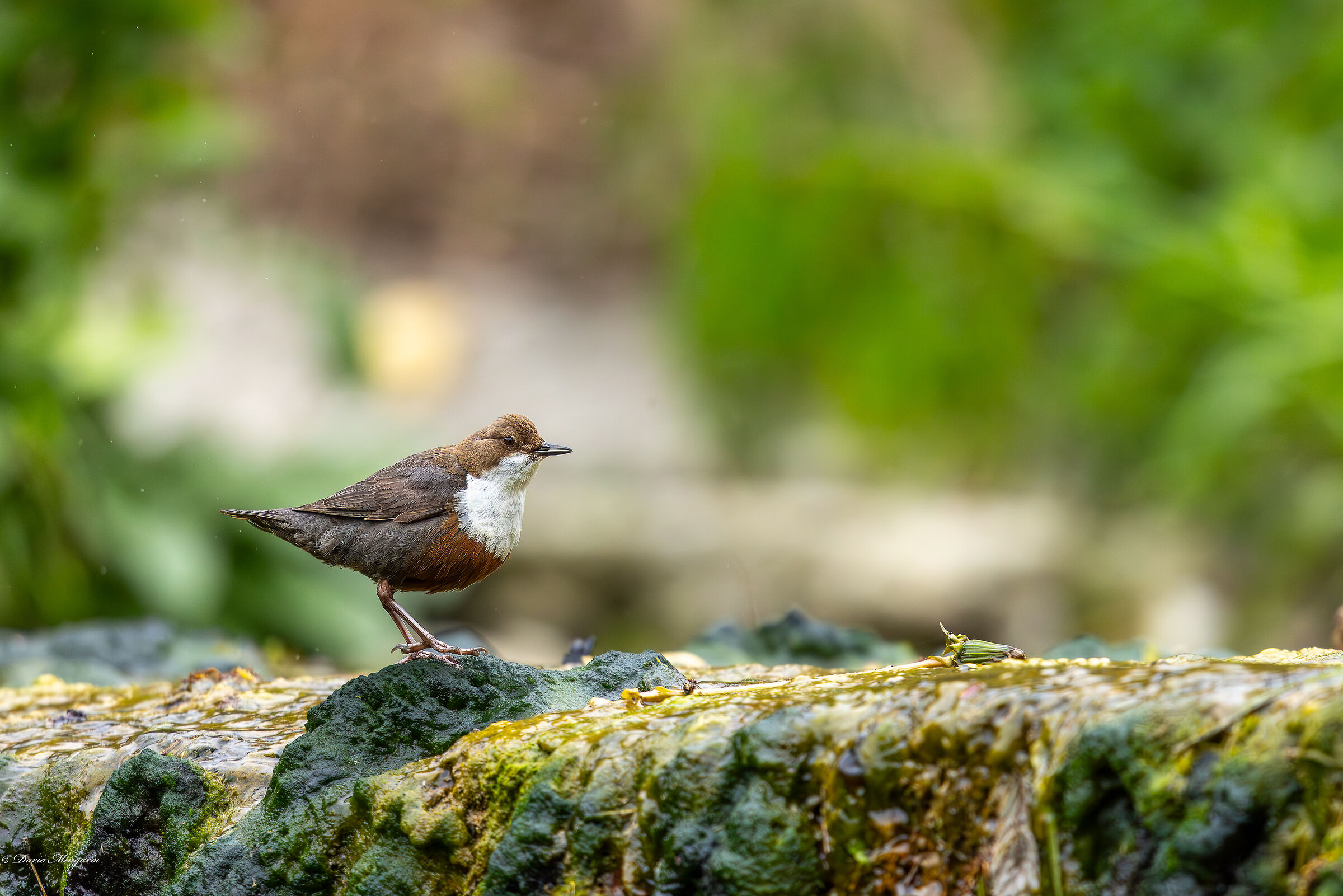 Dipper - Cinclus cinclus