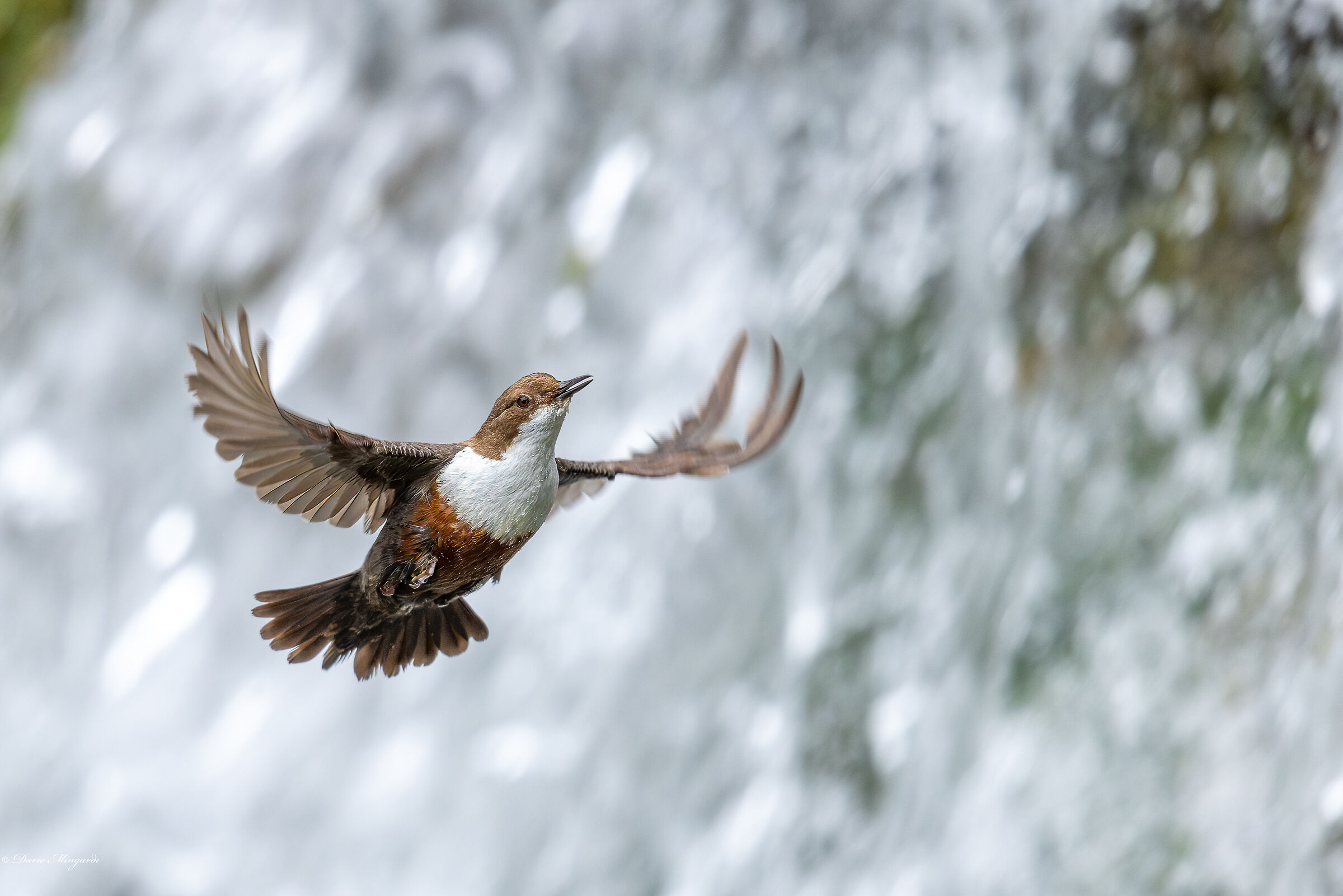 Dipper Cinclus cinclus