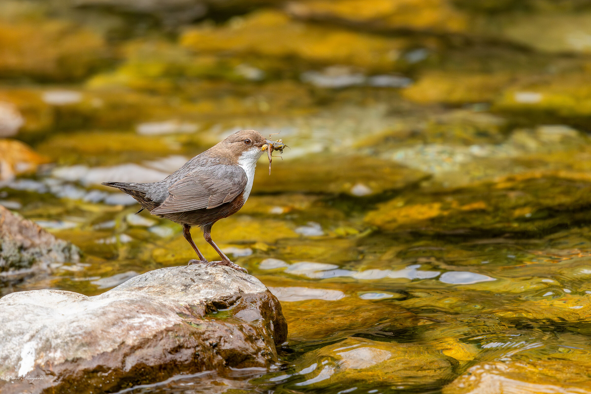 Dipper Cinclus cinclus