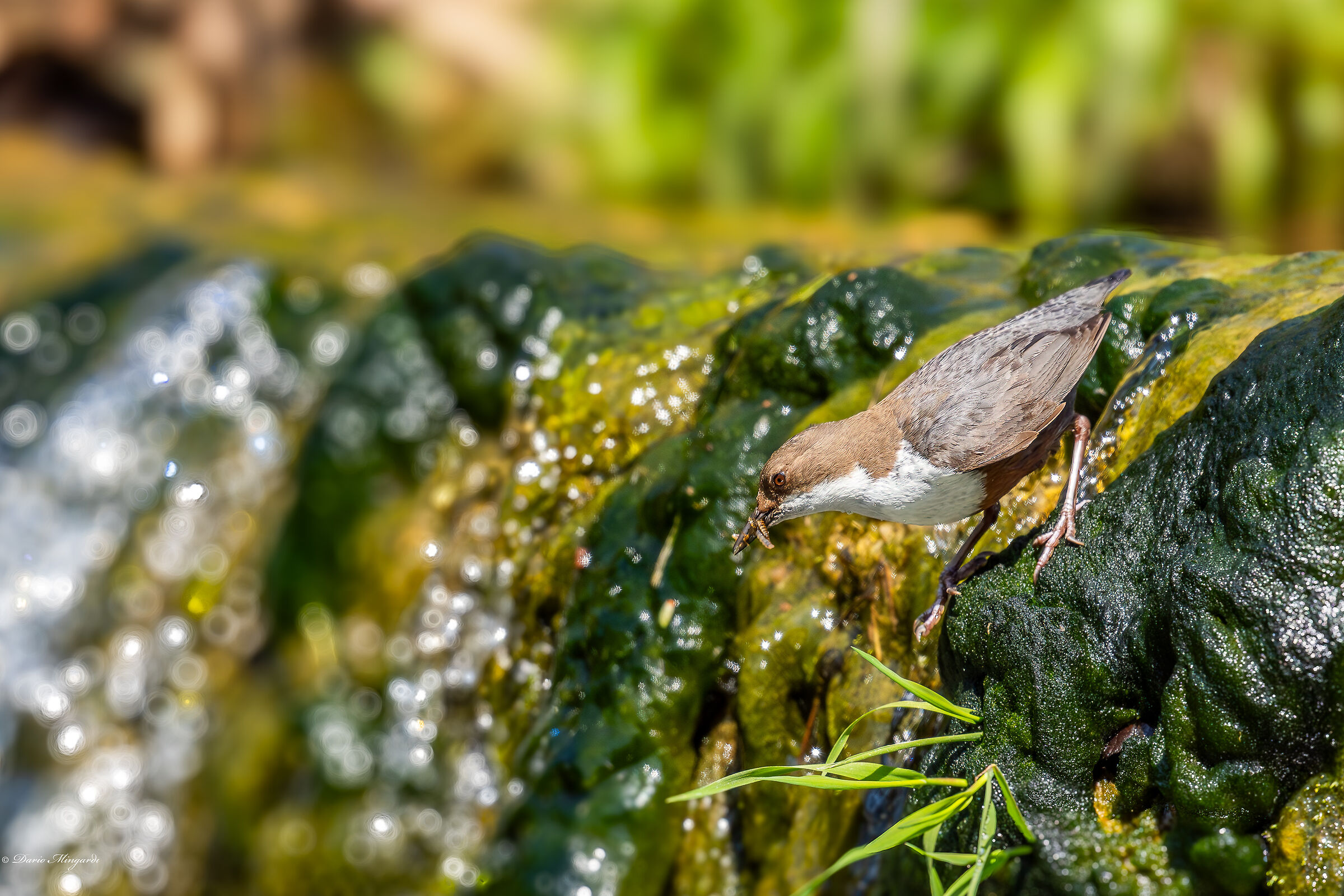 Dipper Cinclus cinclus
