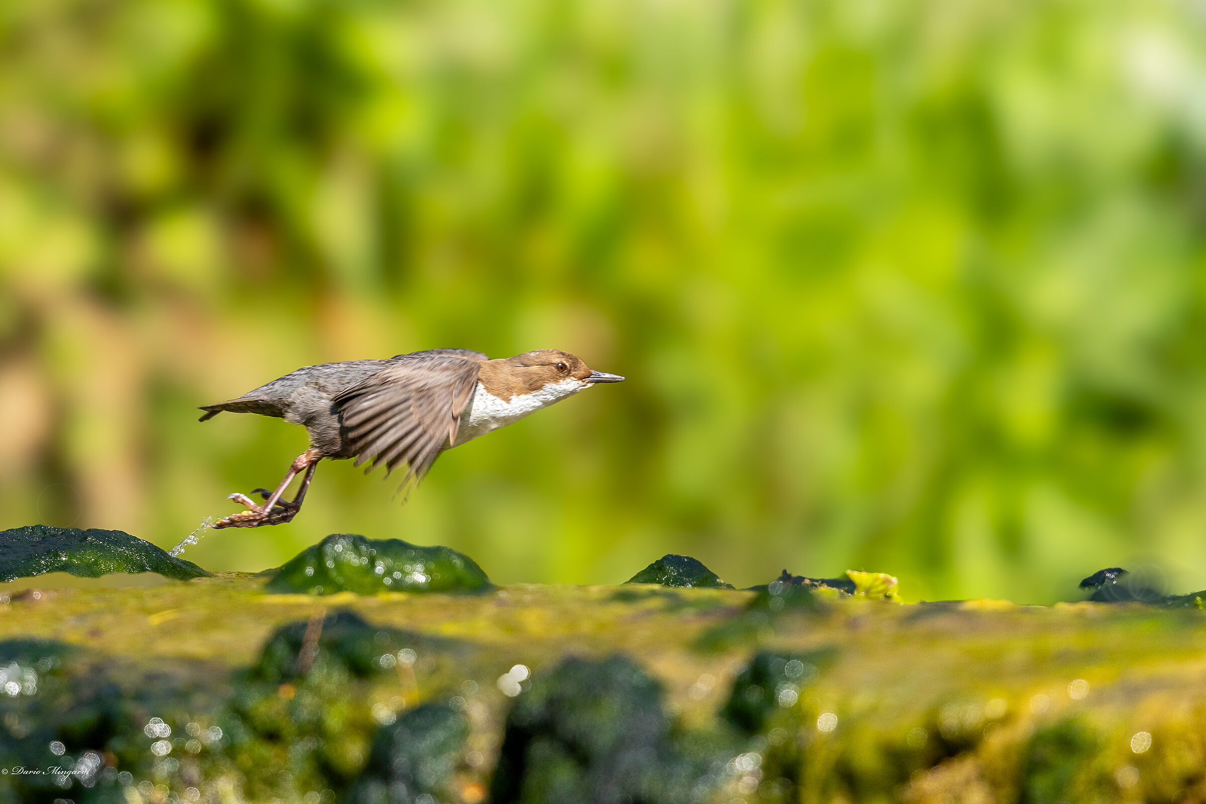 Dipper Cinclus cinclus