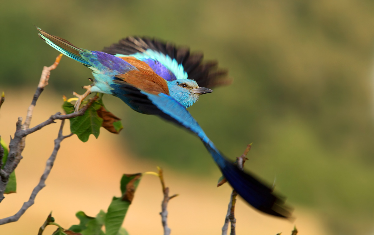 Ultimo regalo della ghiandaia