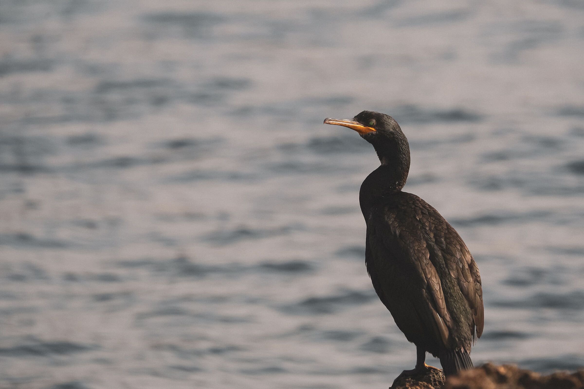 Cormorano a Cala Gracioneda