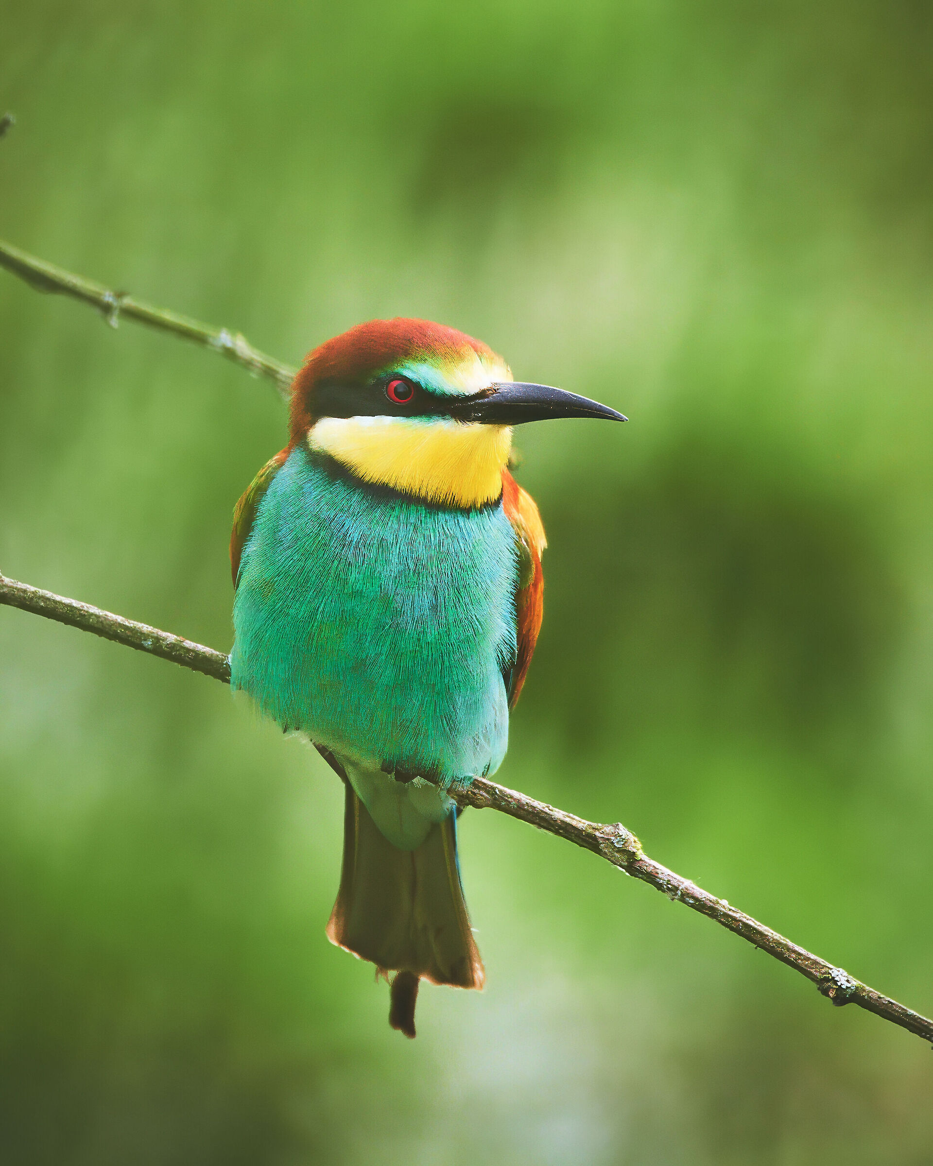 Bee-eater