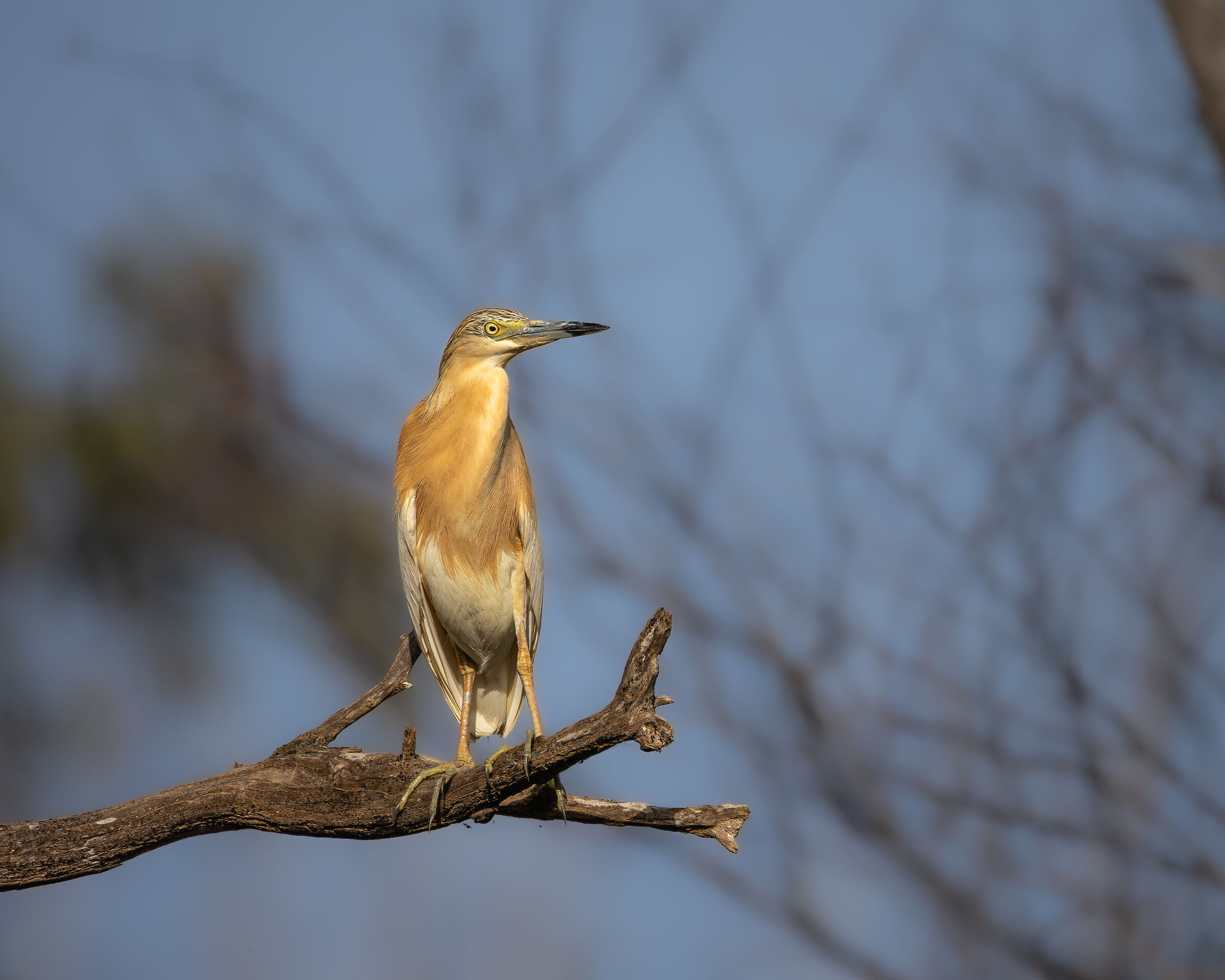 Squacco heron