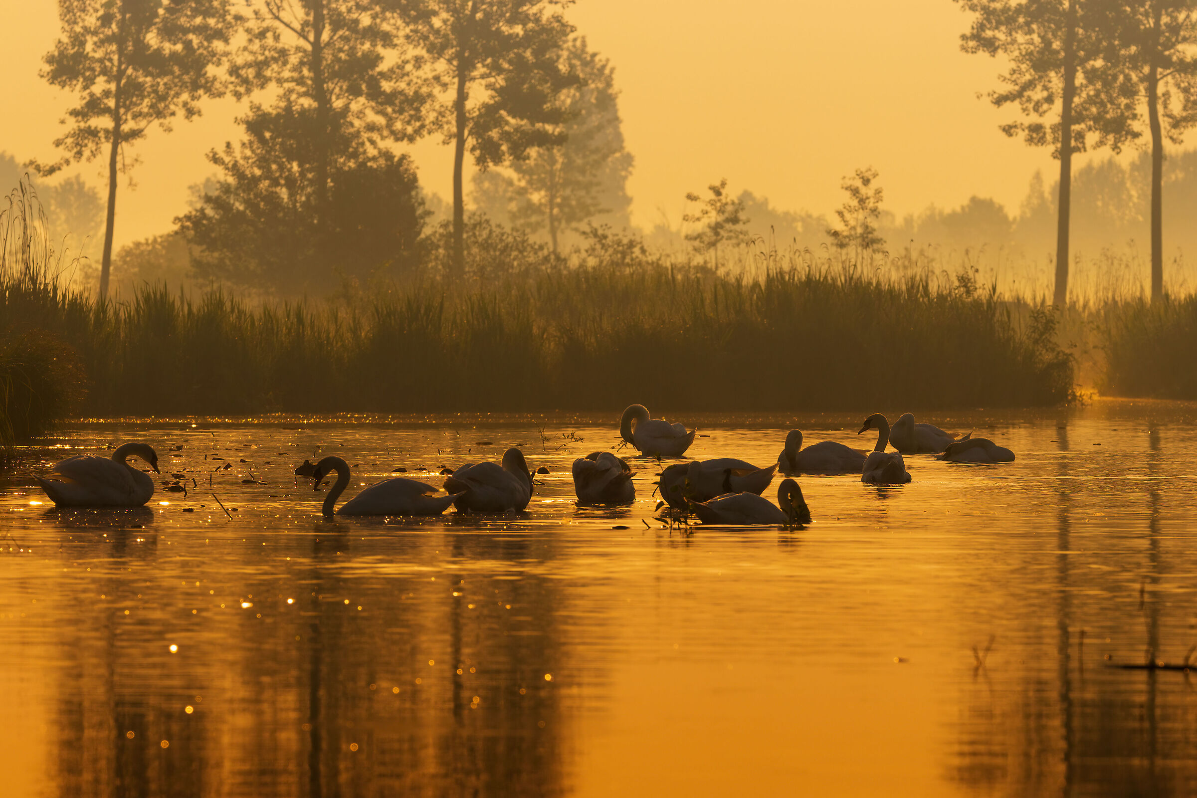 Valli del Mincio alle prime luci