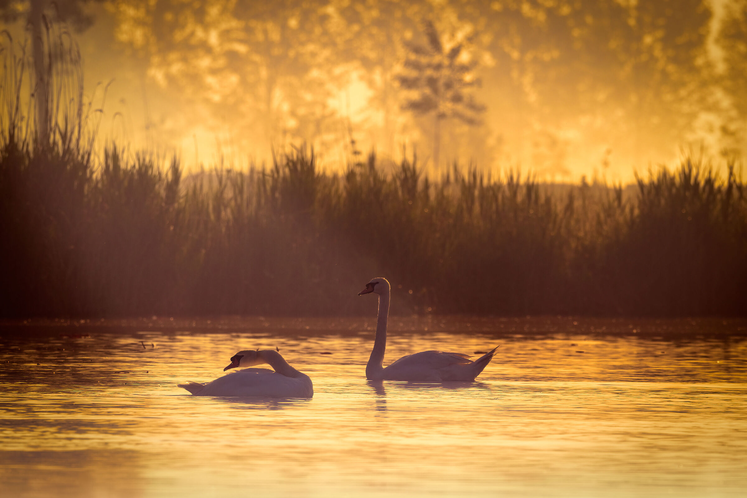 Valli del Mincio alle prime luci