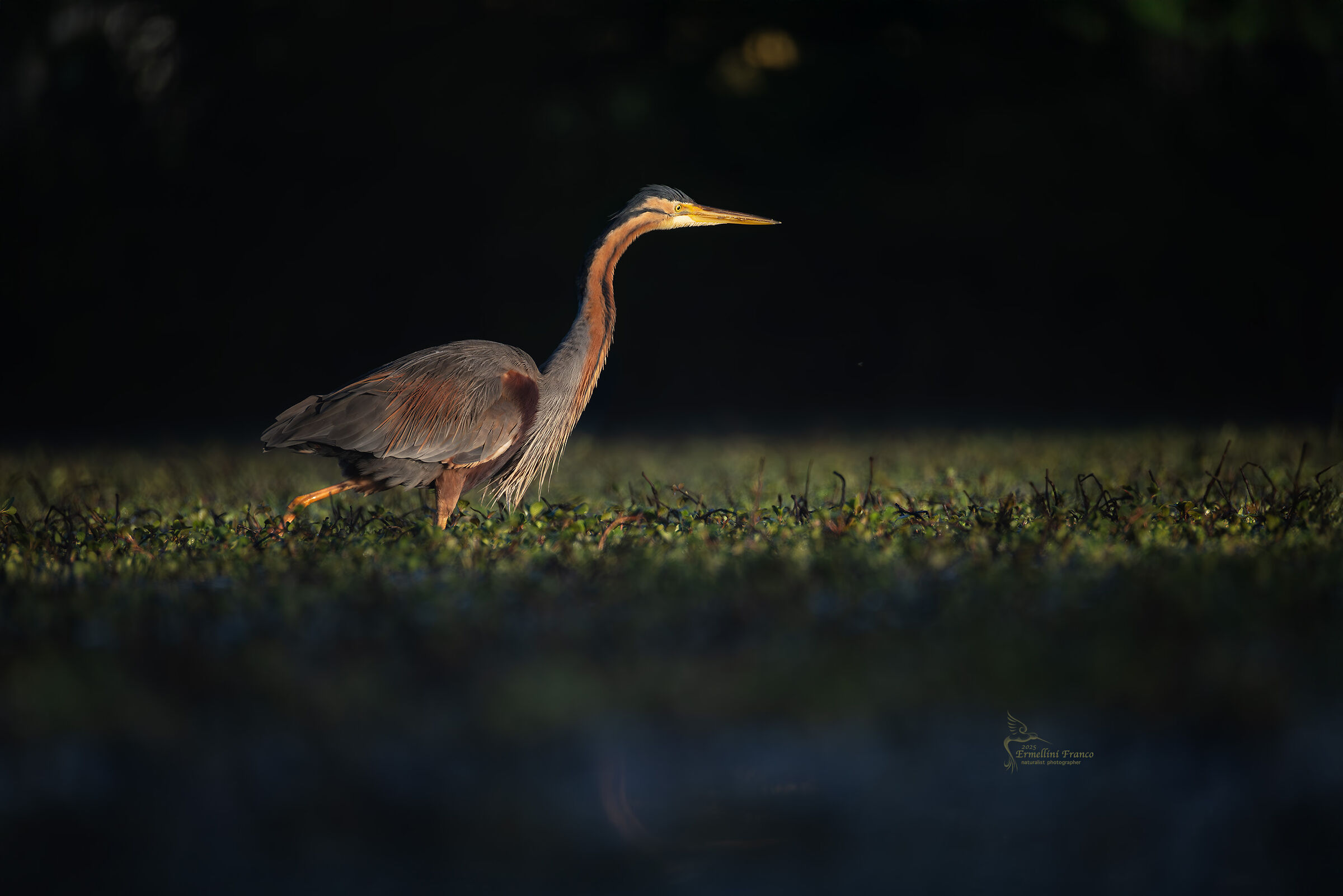 Purple heron