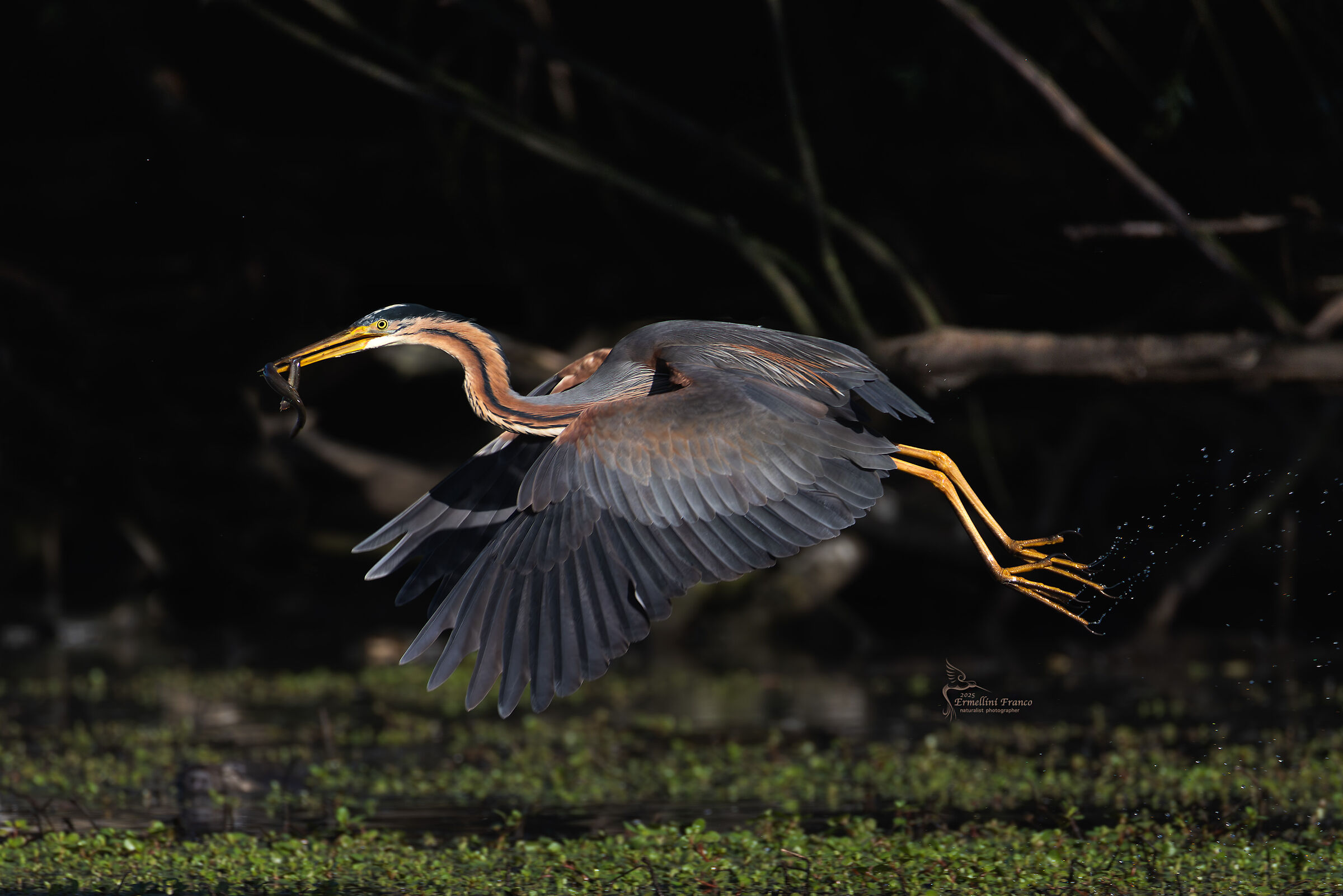 Purple heron