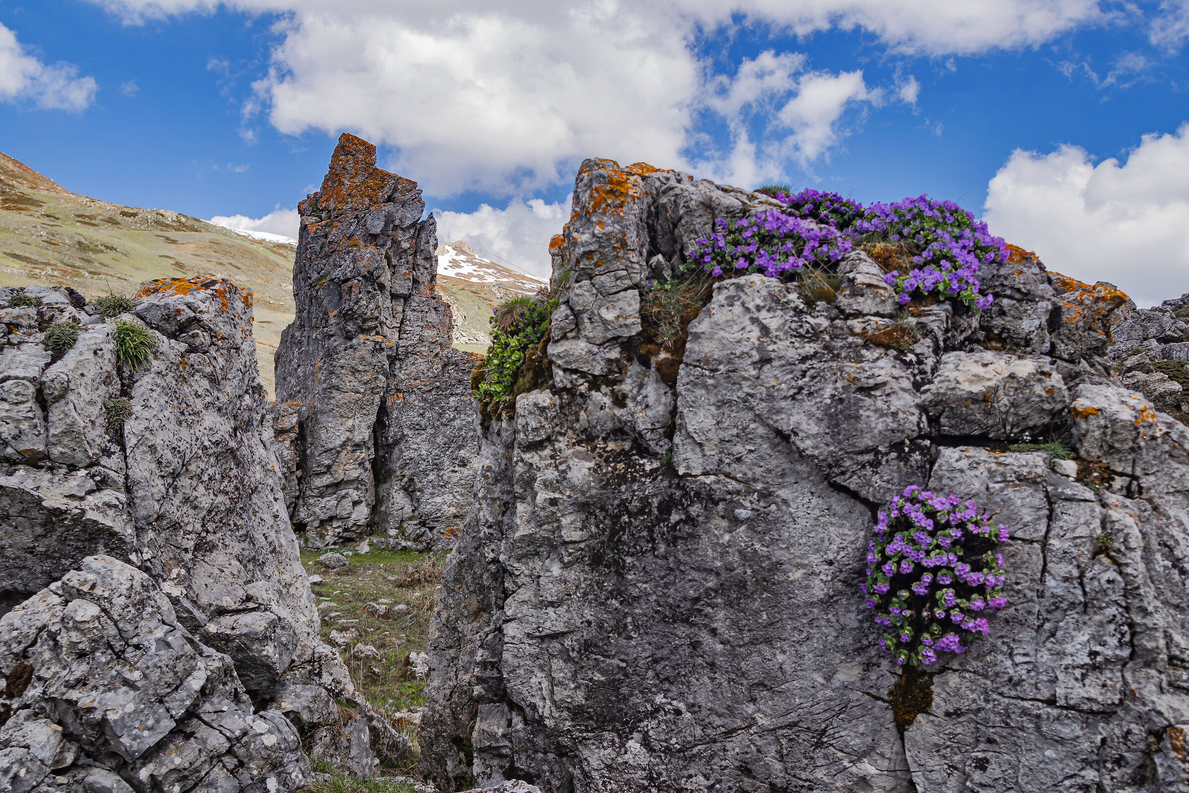 Rif. Mondovì - la vita prevale sempre e ovunque