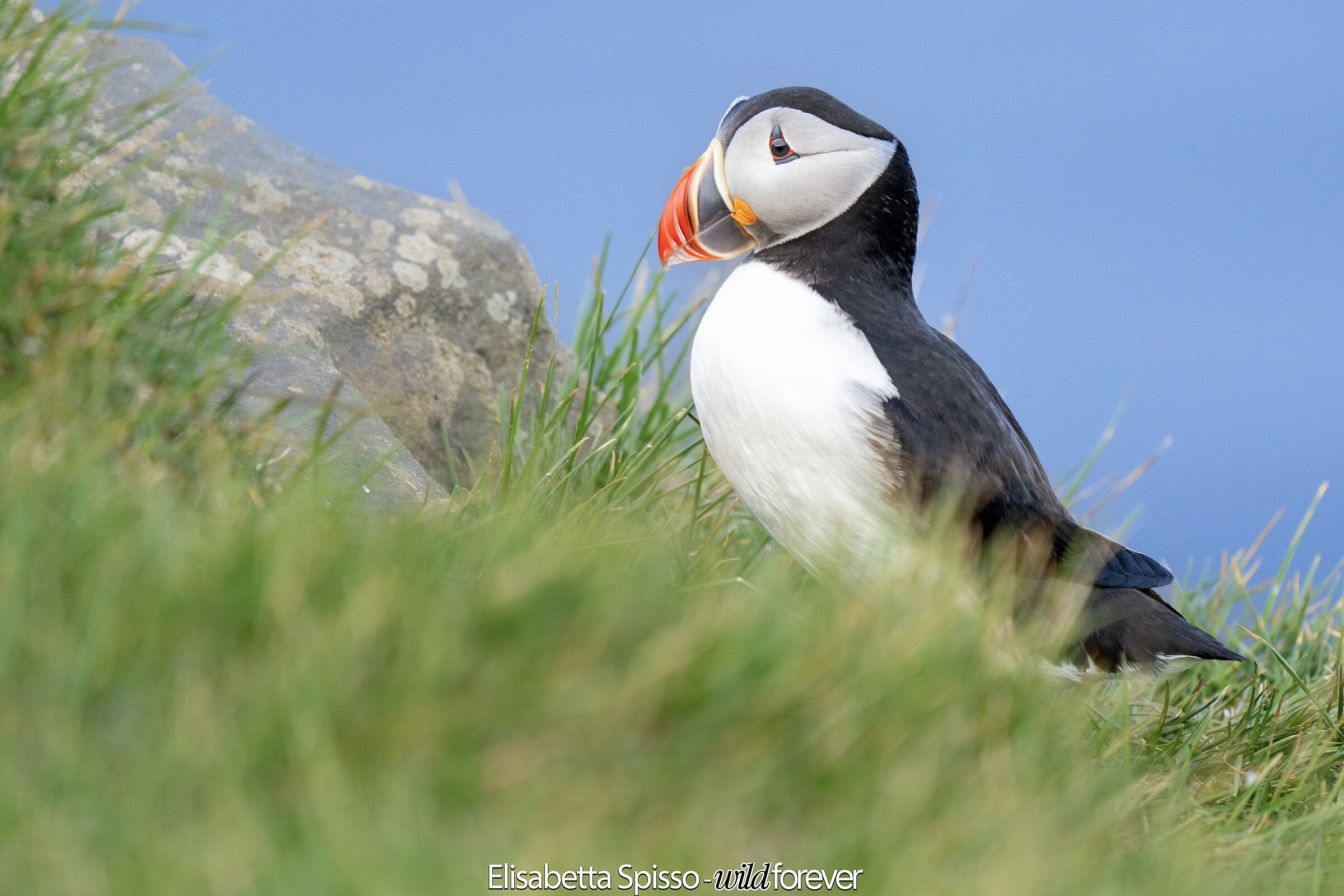 Exciting encounter with the first Puffin!!