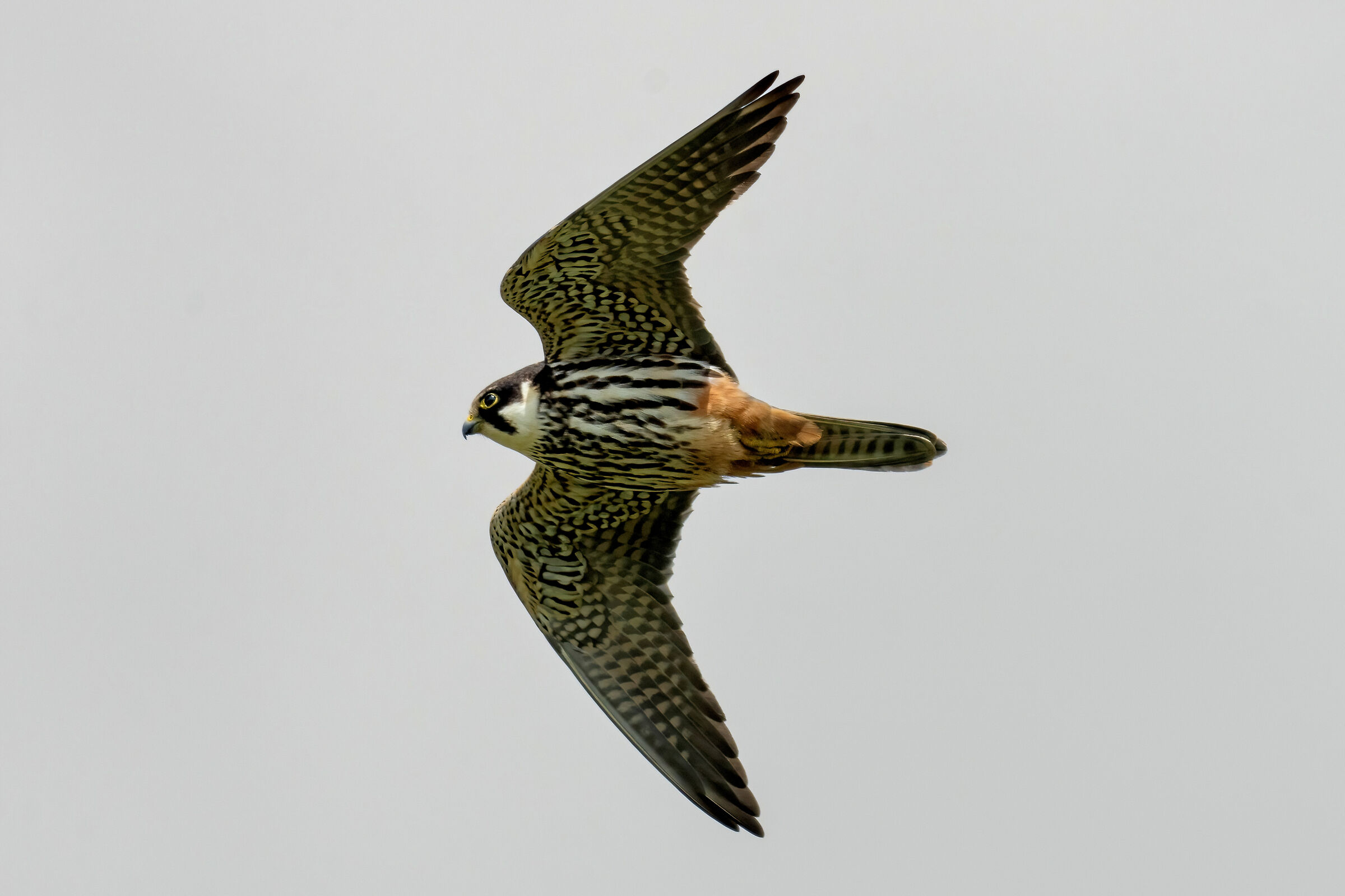 Lodolaio (Falco subbuteo)