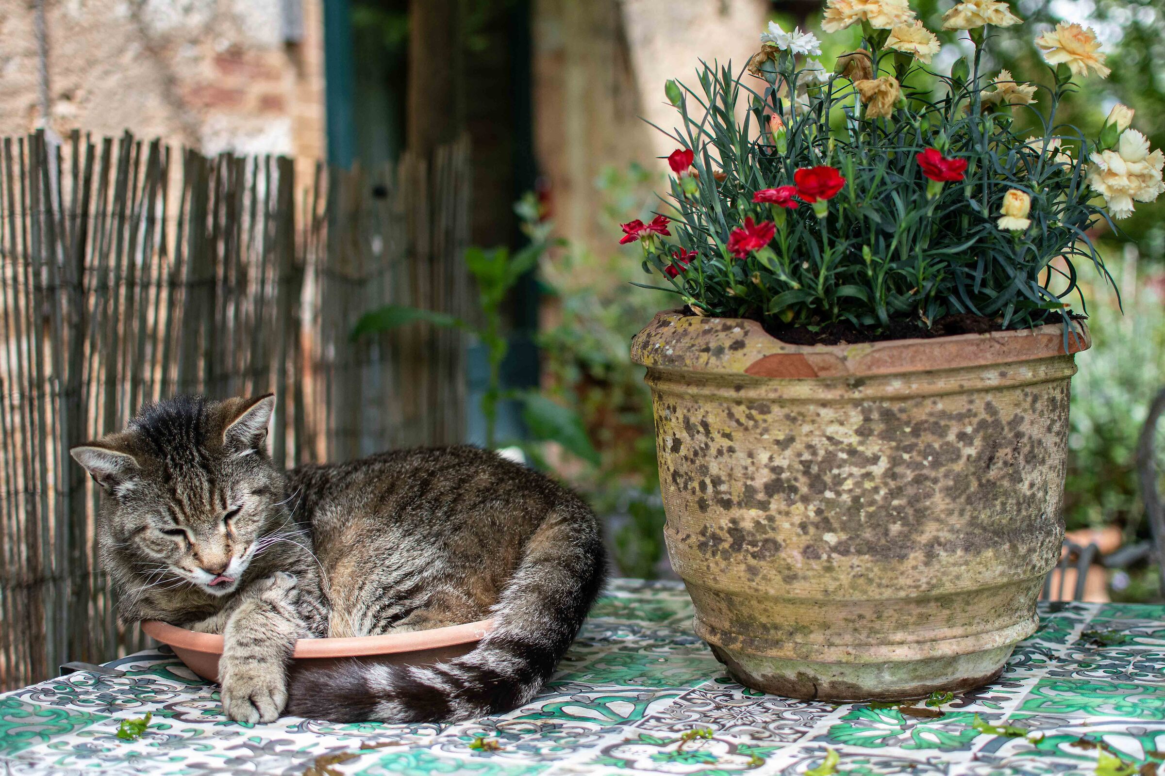 Il gatto nel sottovaso