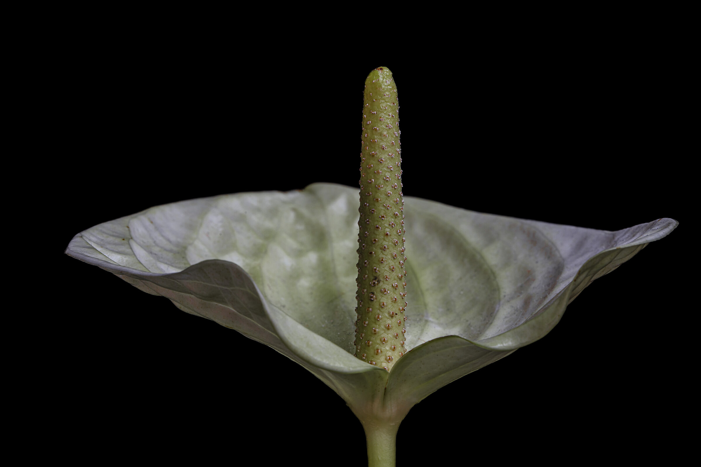 White Anthurium