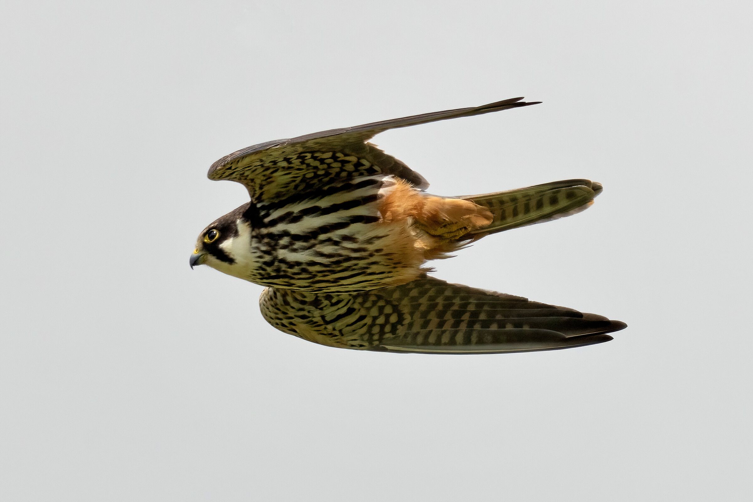 Lodolaio (Falco subbuteo)