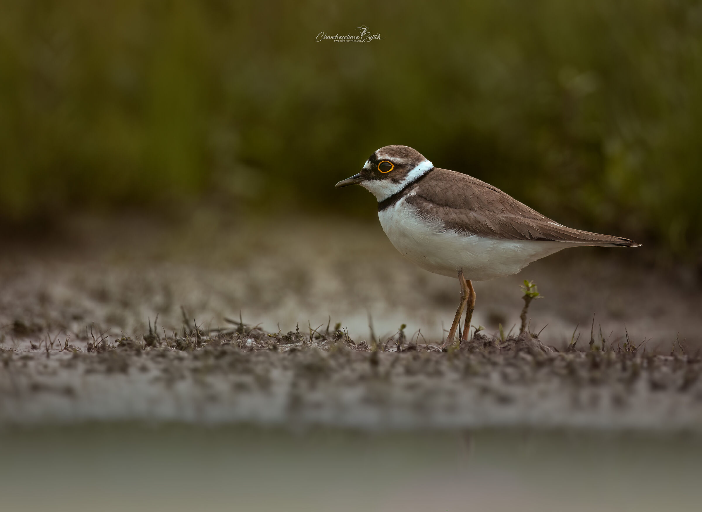 little ringed plover