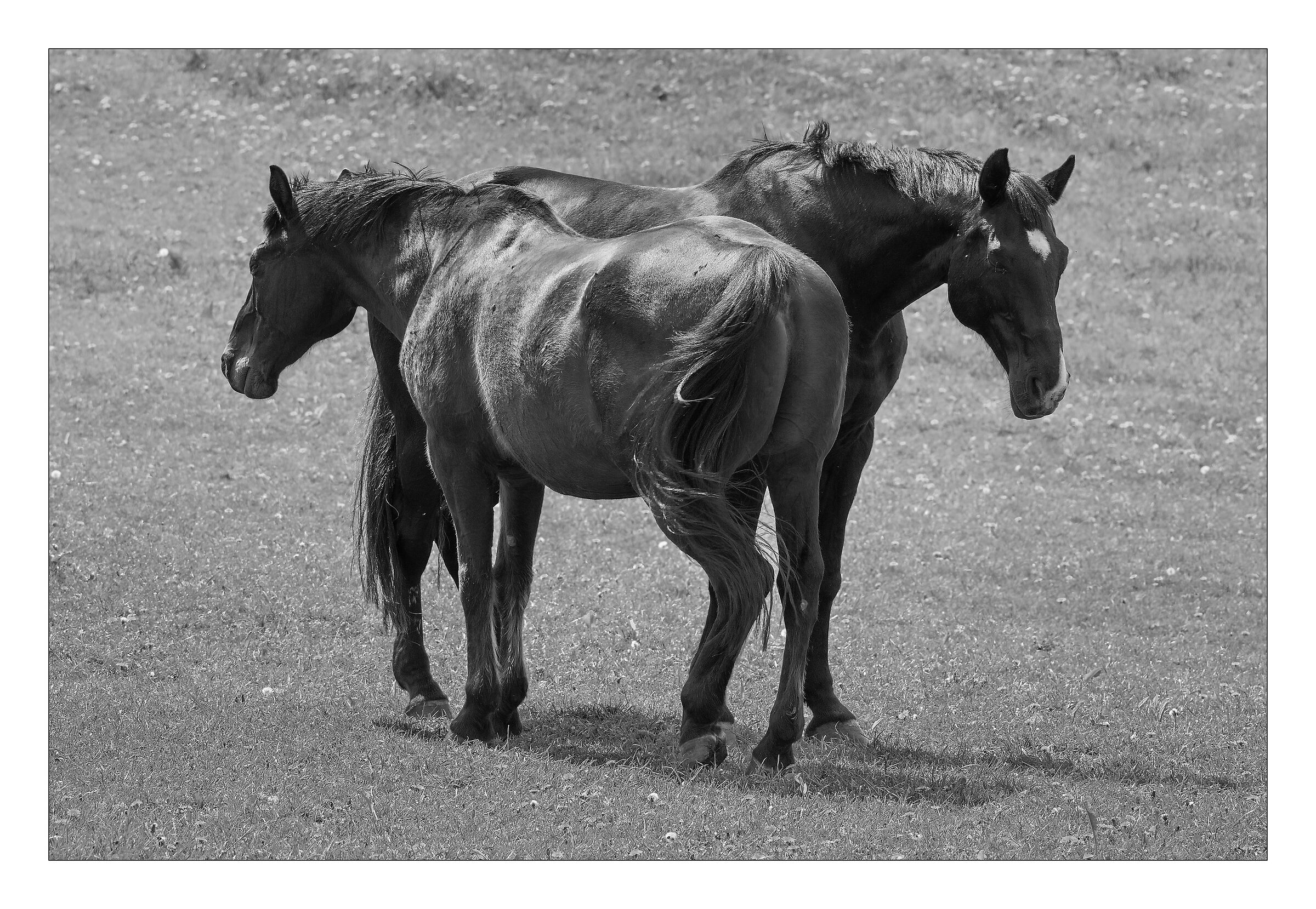horses