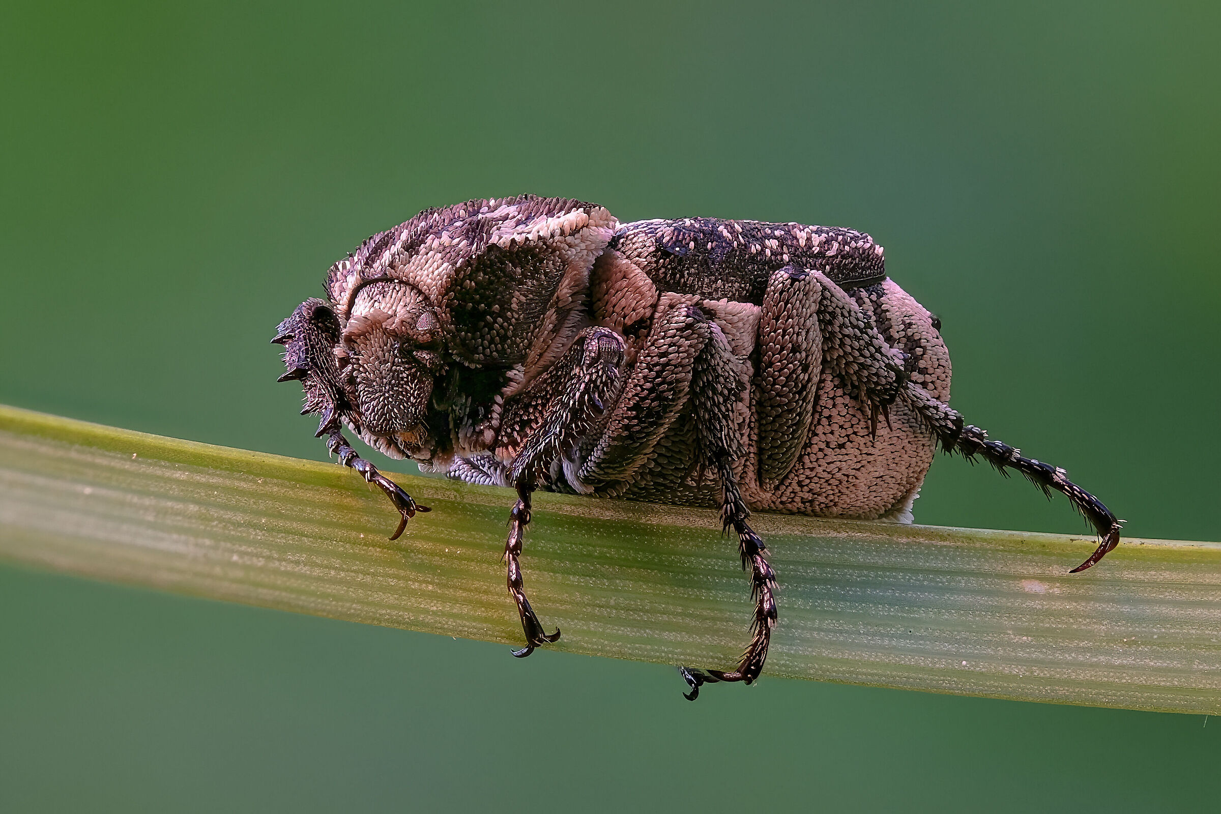 Valgus hemipterus