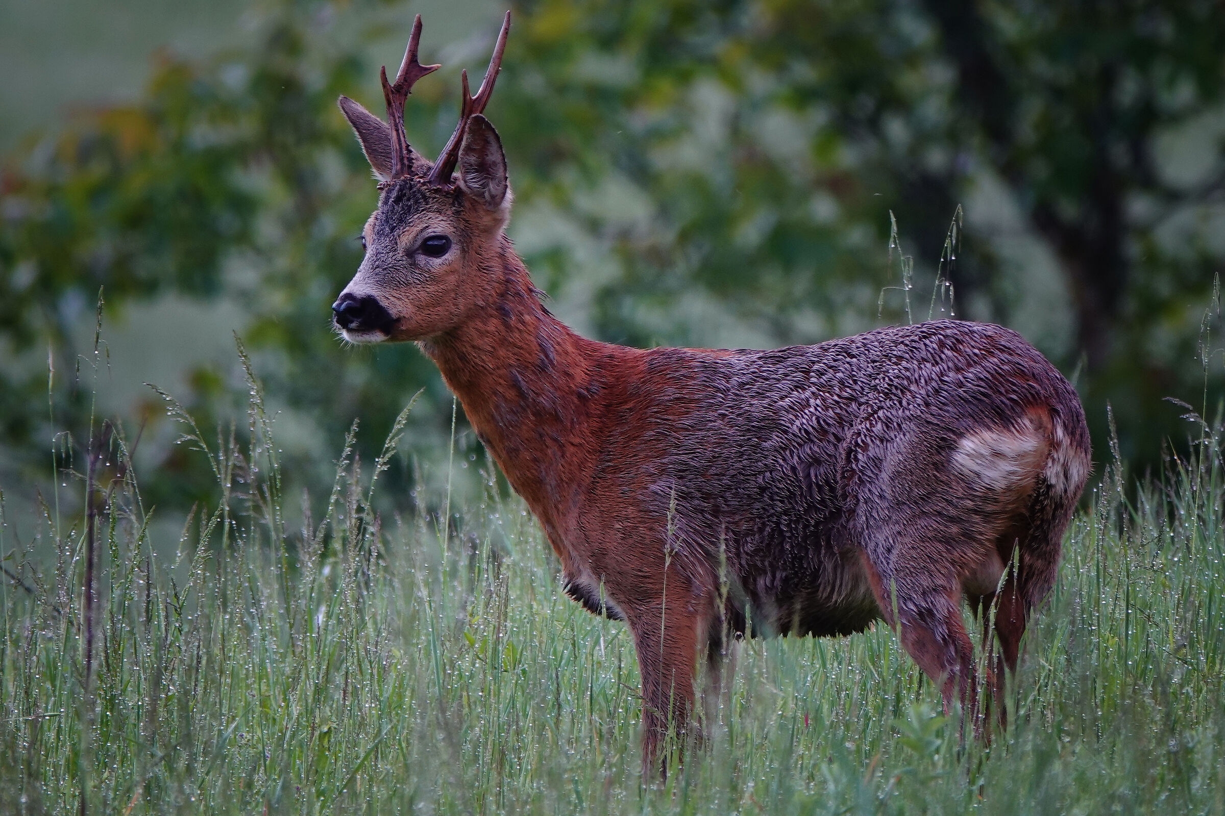 6.28 AM ( Splendidi e inaspettati incontri mattutini)