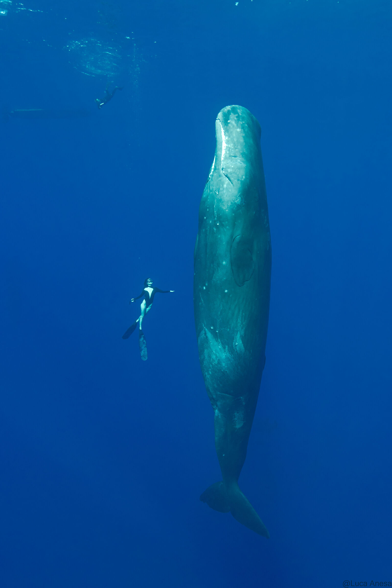 Come dormono i capodogli (Sperm Whale Spleeping)