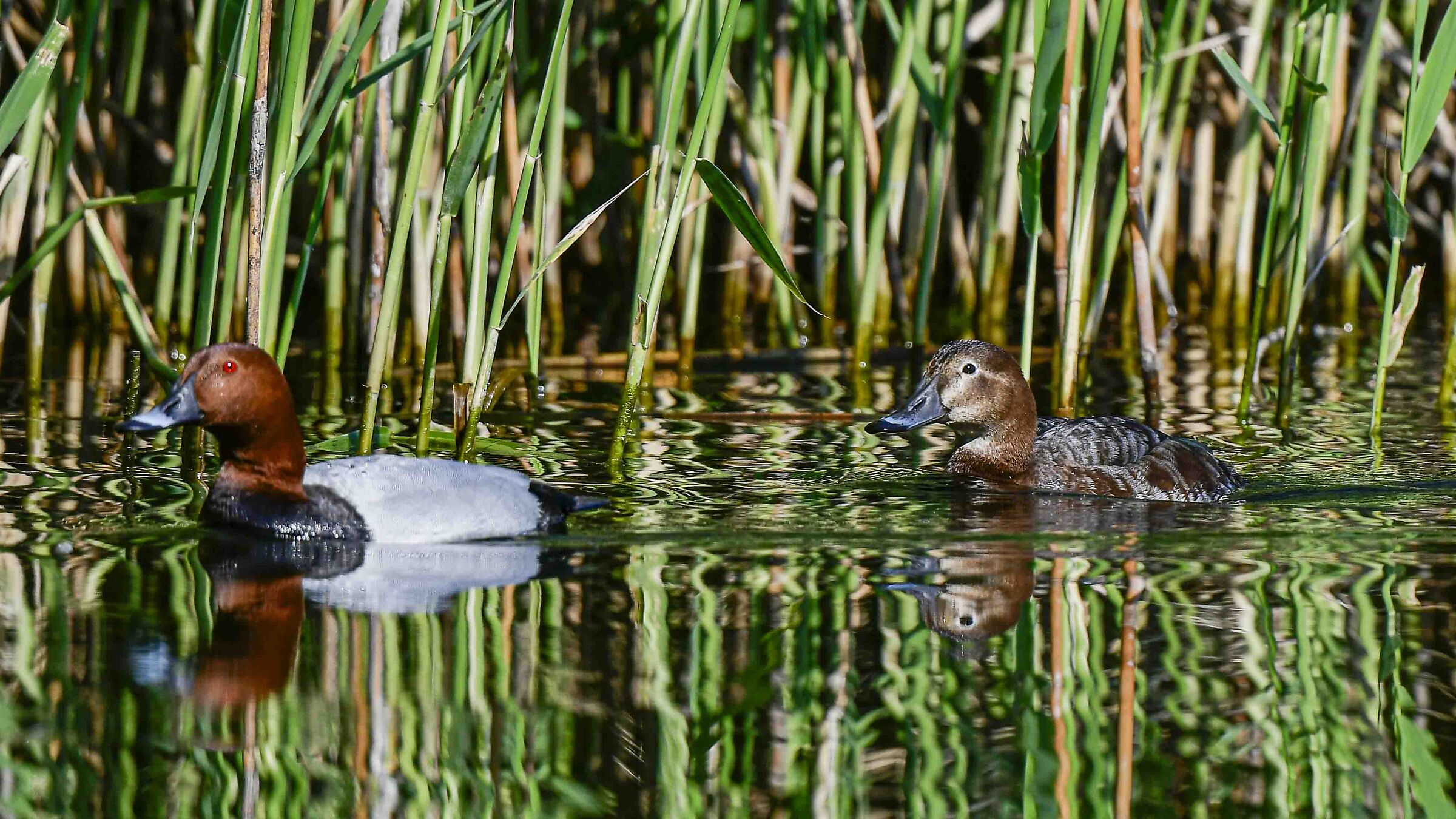 Pair of Pochards !!