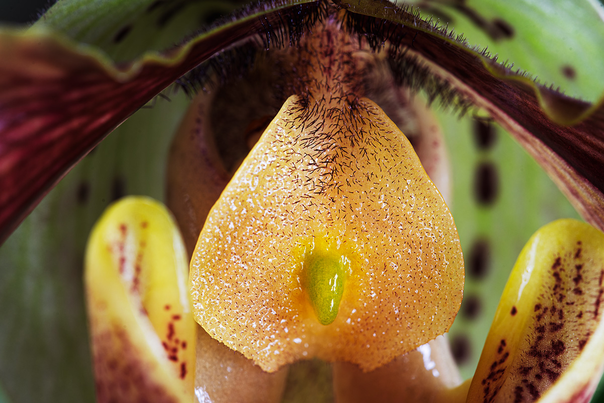 Paphiopedilum - particolare