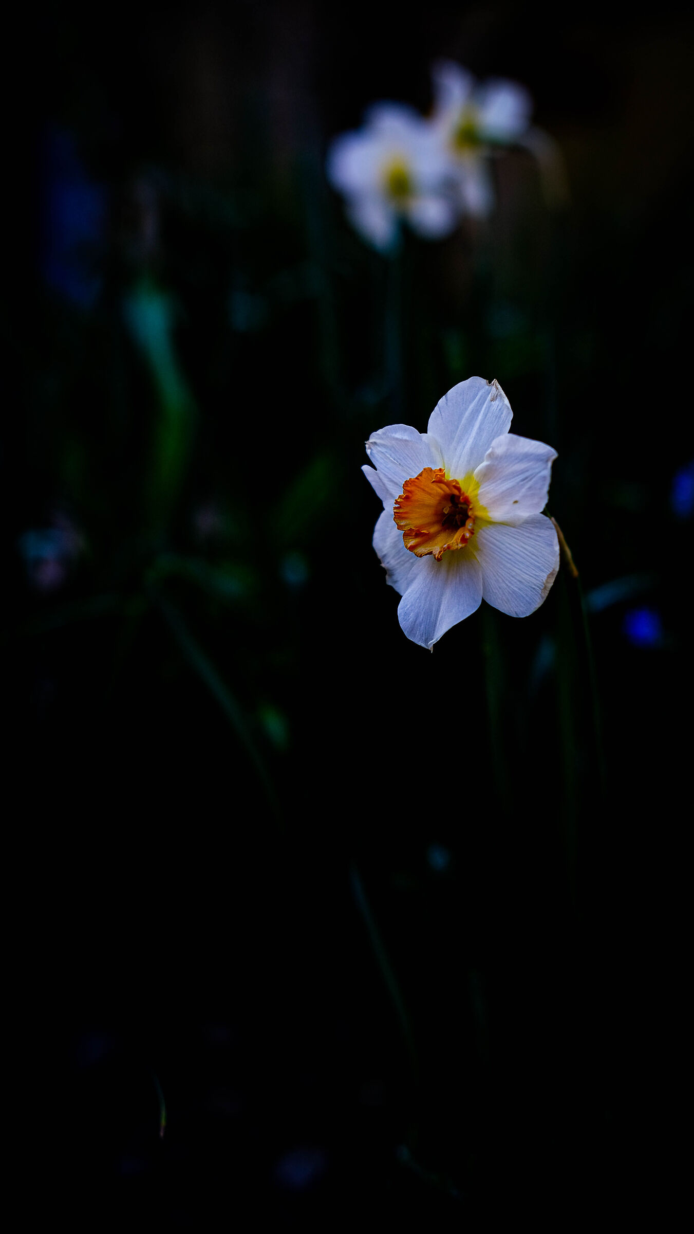 Dirty Paprika