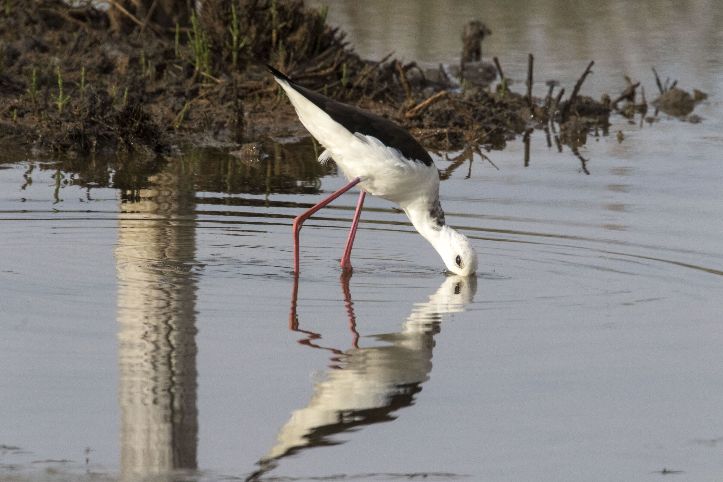 Kissing a little (Cavaliere d'Italia)