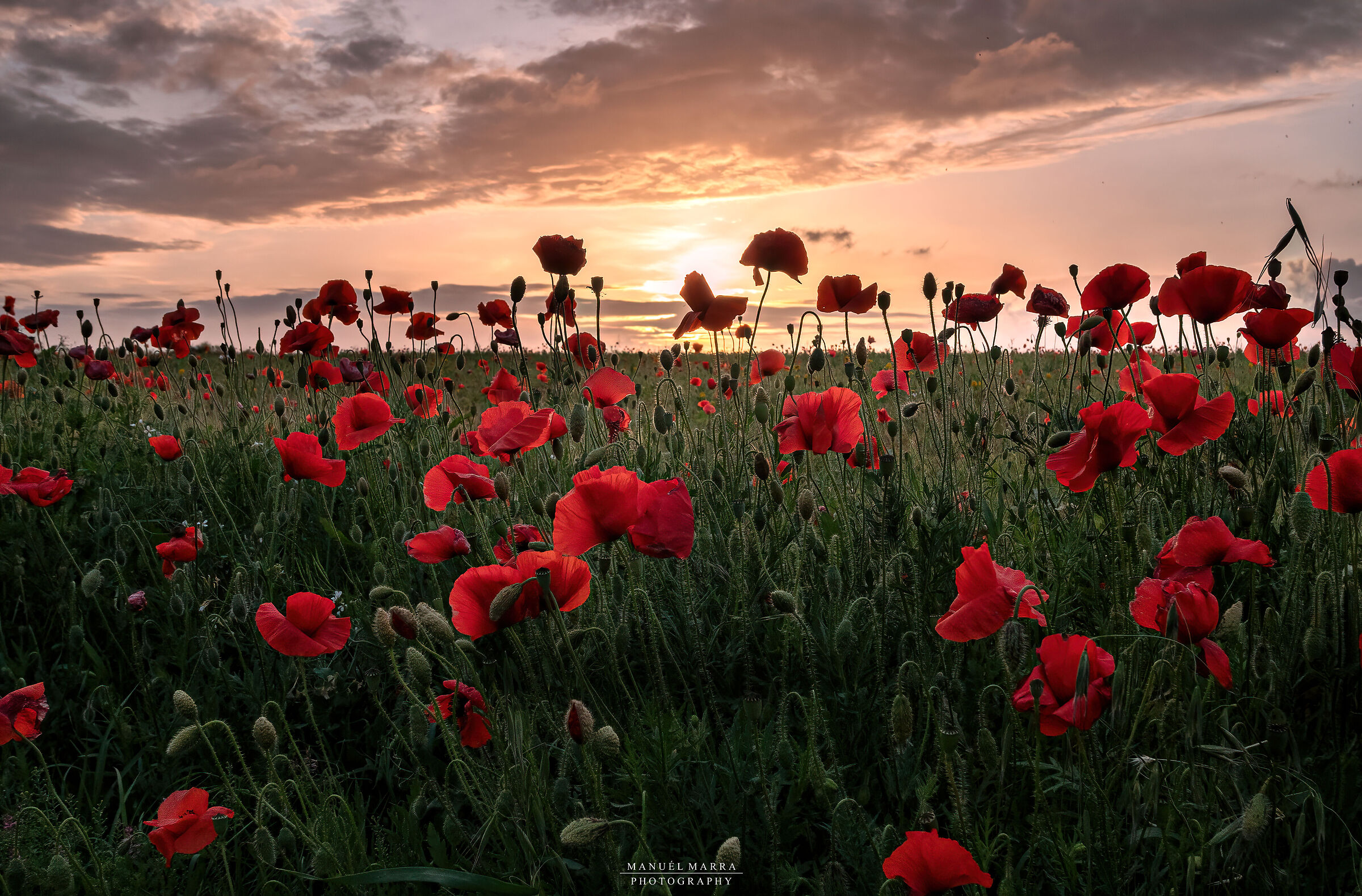 Red passion