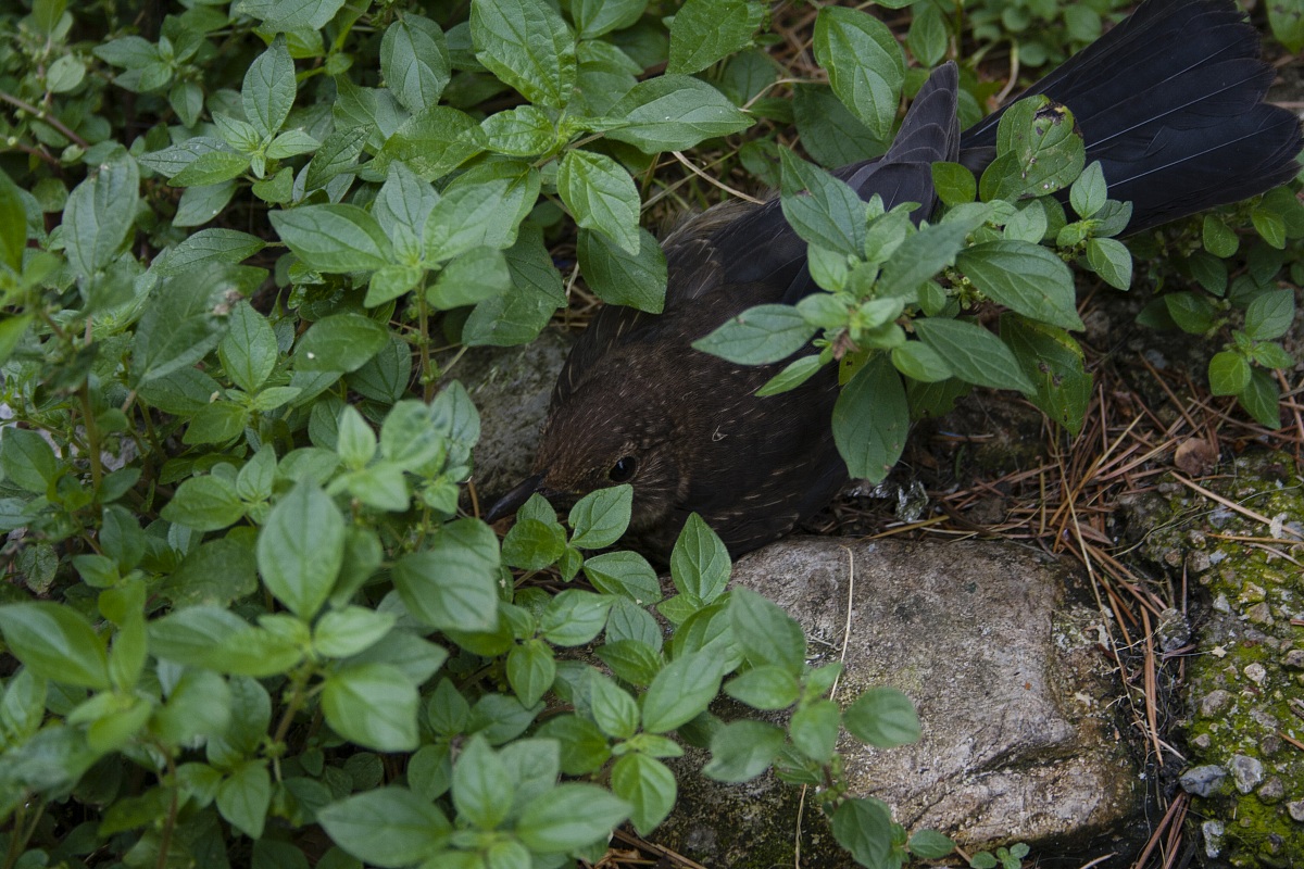 Turdus merula (Merlo)
