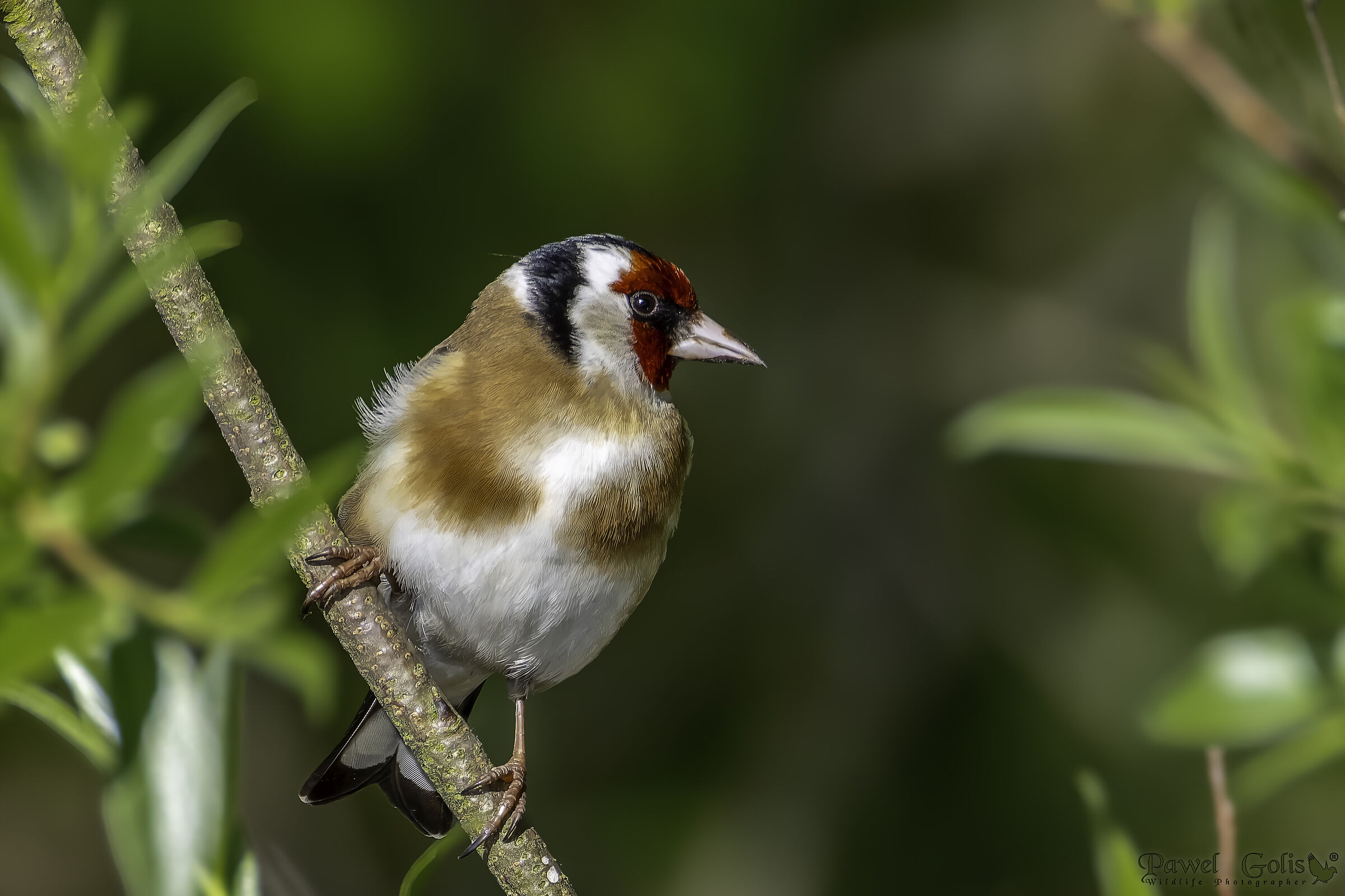 Cardellino (Carduelis carduelis)