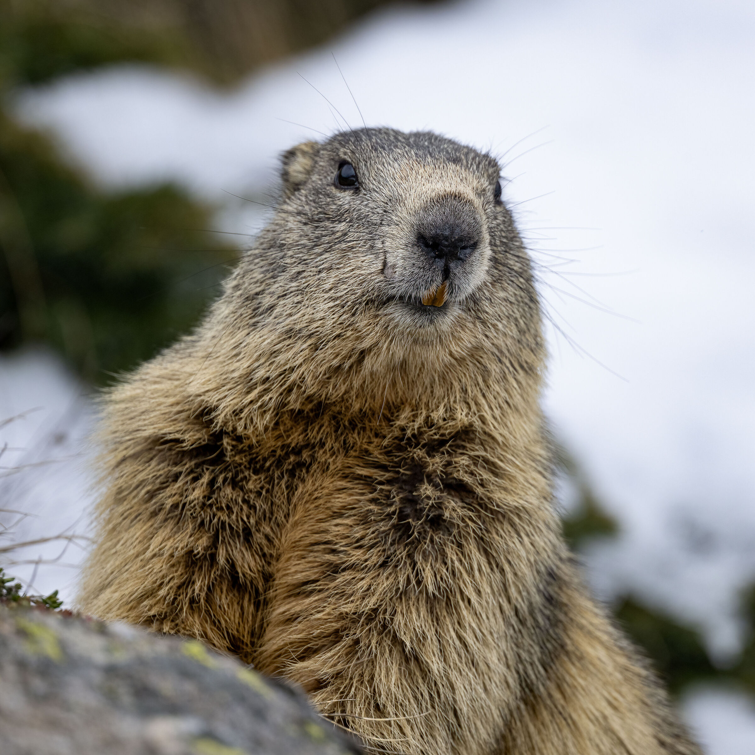 Marmot - Gran Paradiso National Park
