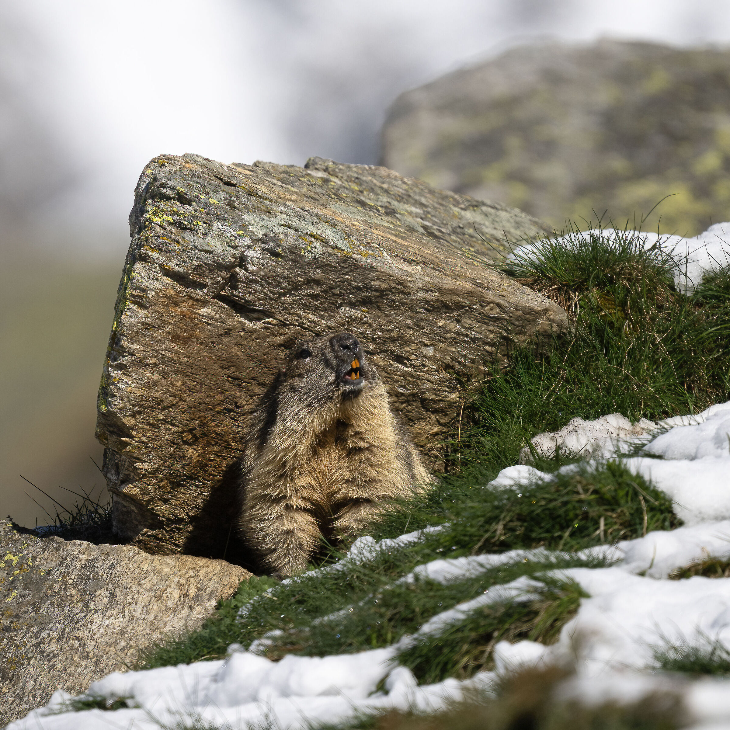 Marmot - Gran Paradiso National Park