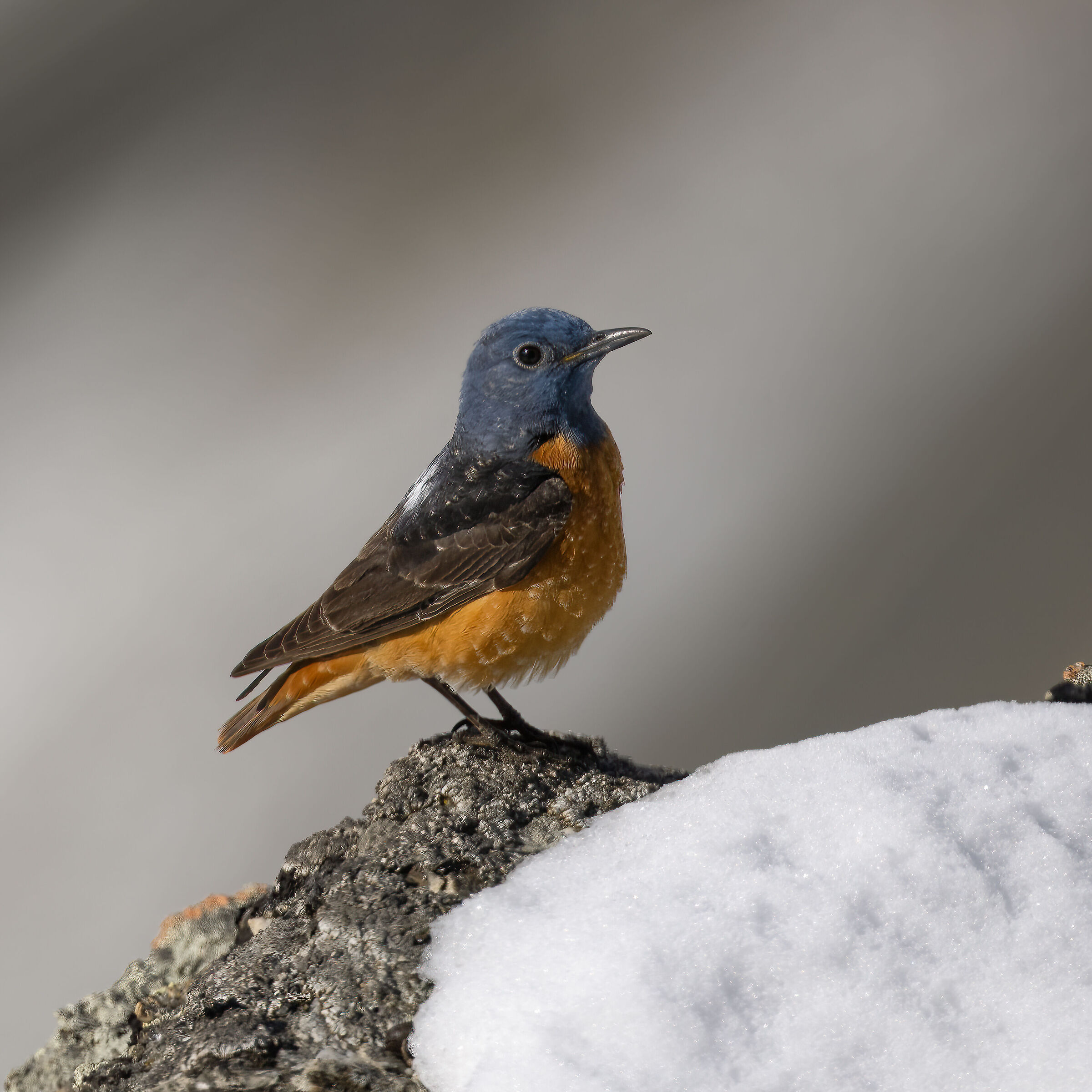 Codorossone - Gran Paradiso National Park
