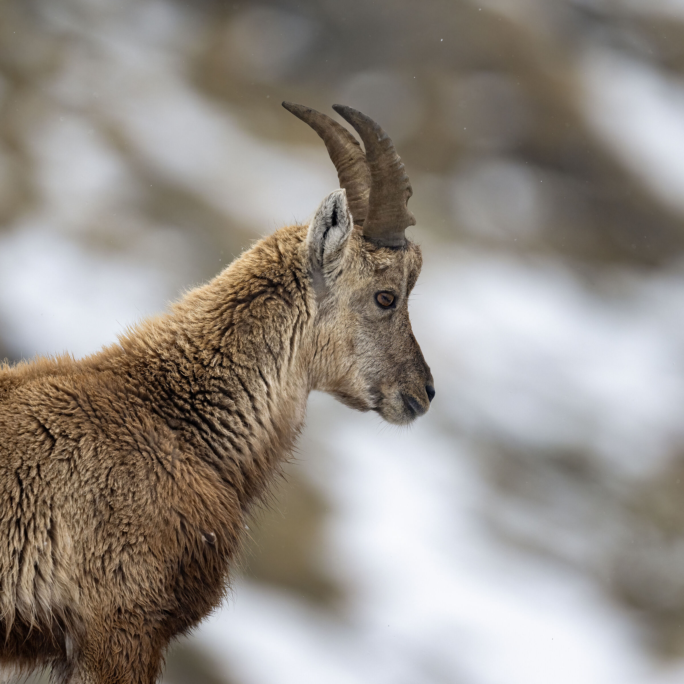 Ibex - Gran Paradiso National Park