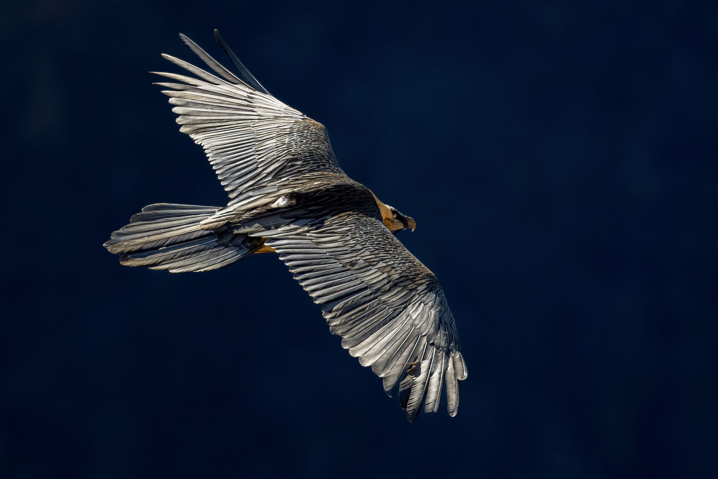 Gypaetus barbatus - Gran Paradiso National Park