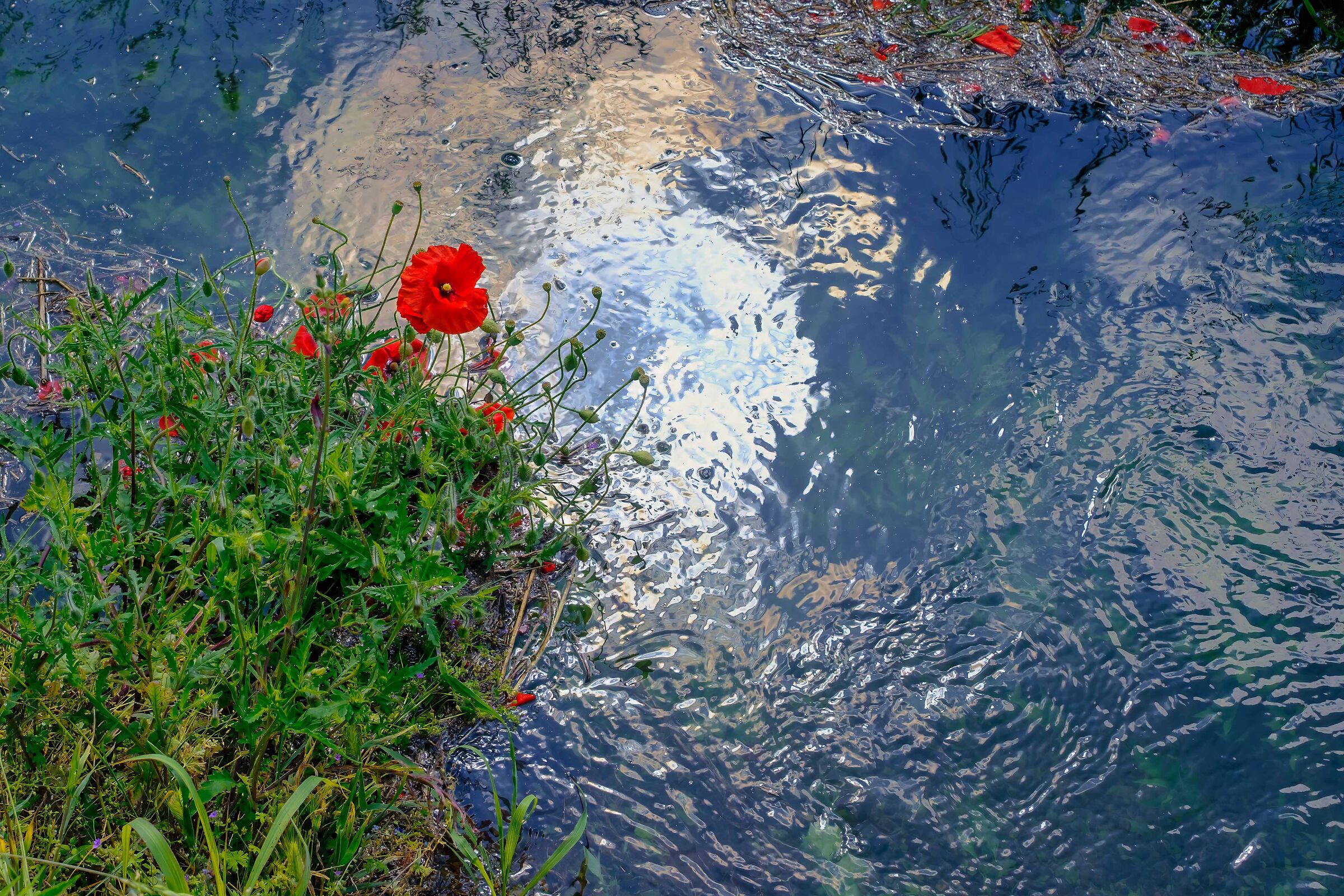 Aquatic poppy