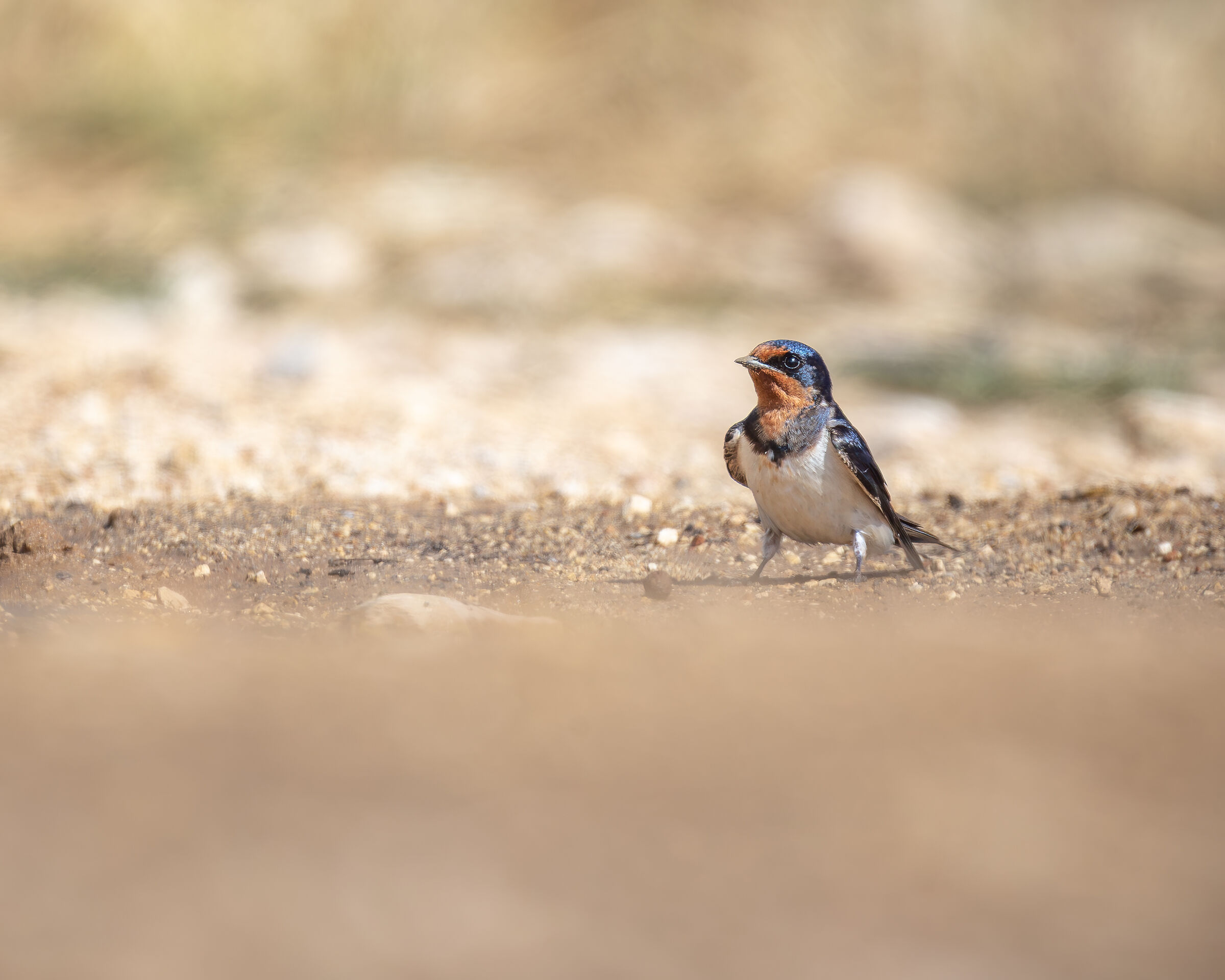 Swallow