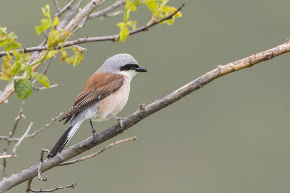 Shrike