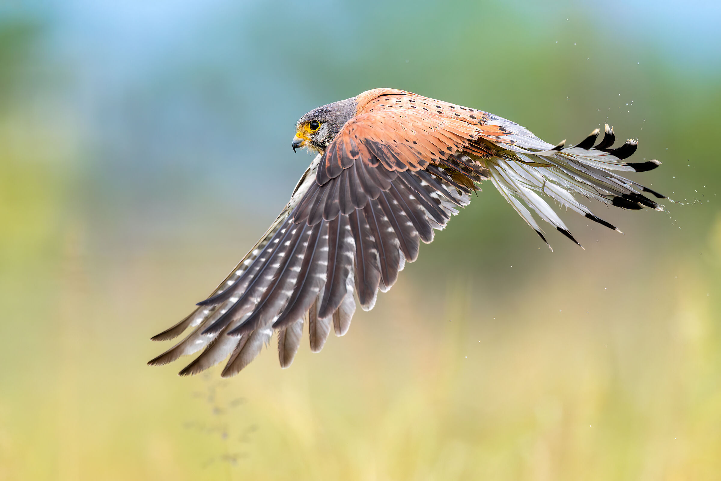 Kestrel