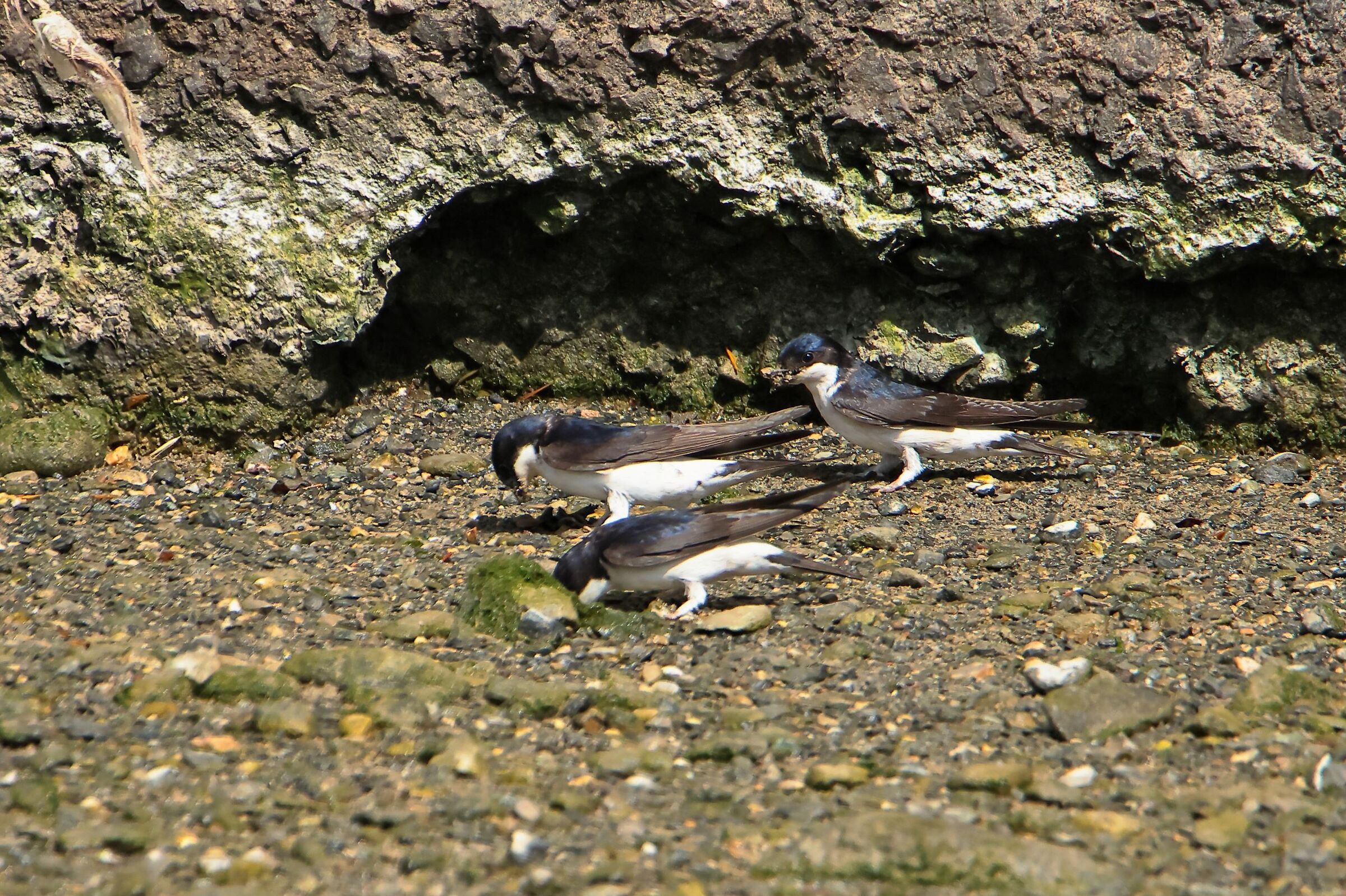 Balestrucci alla raccolta del fango