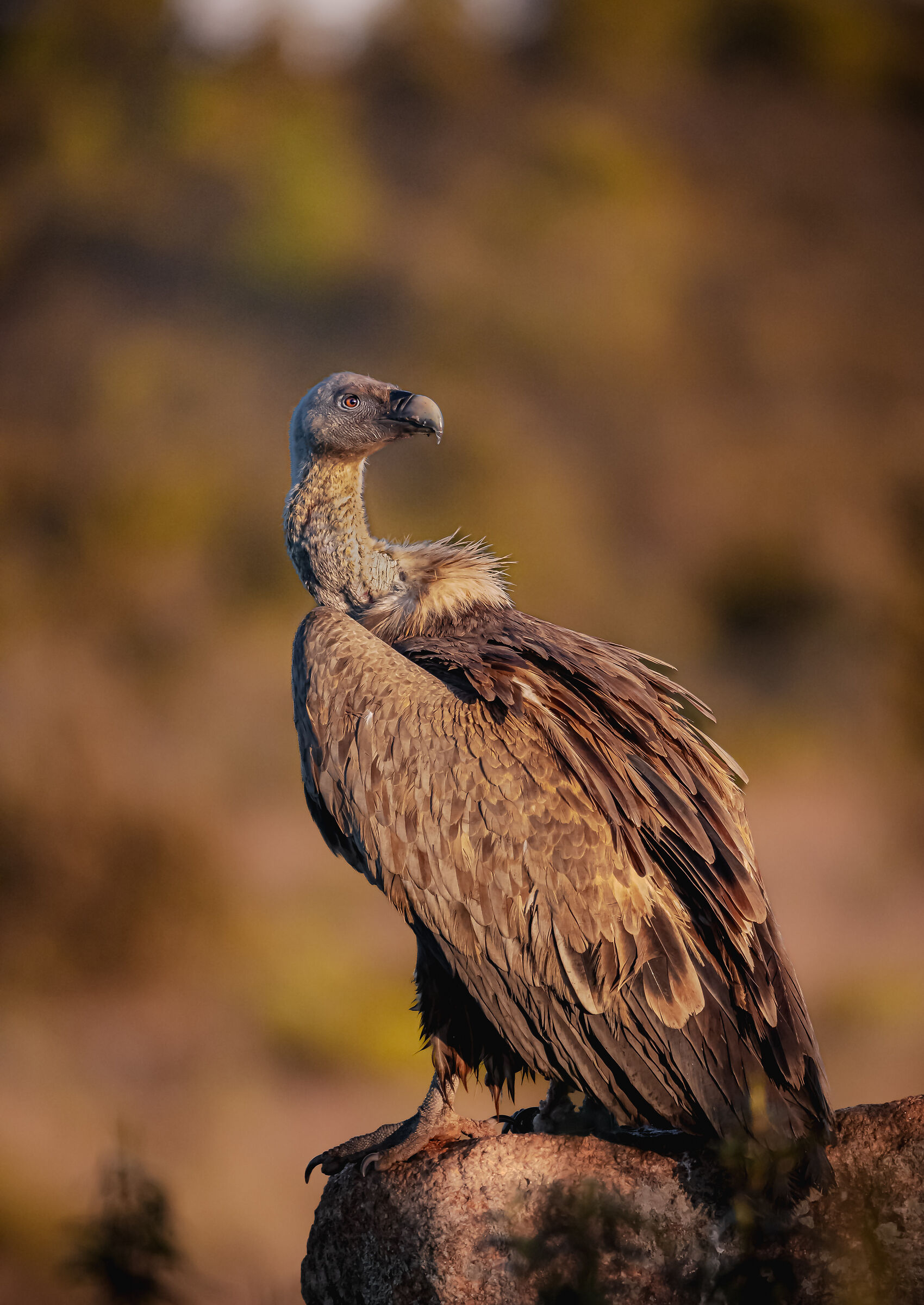 rivolto al sole | facing the sun