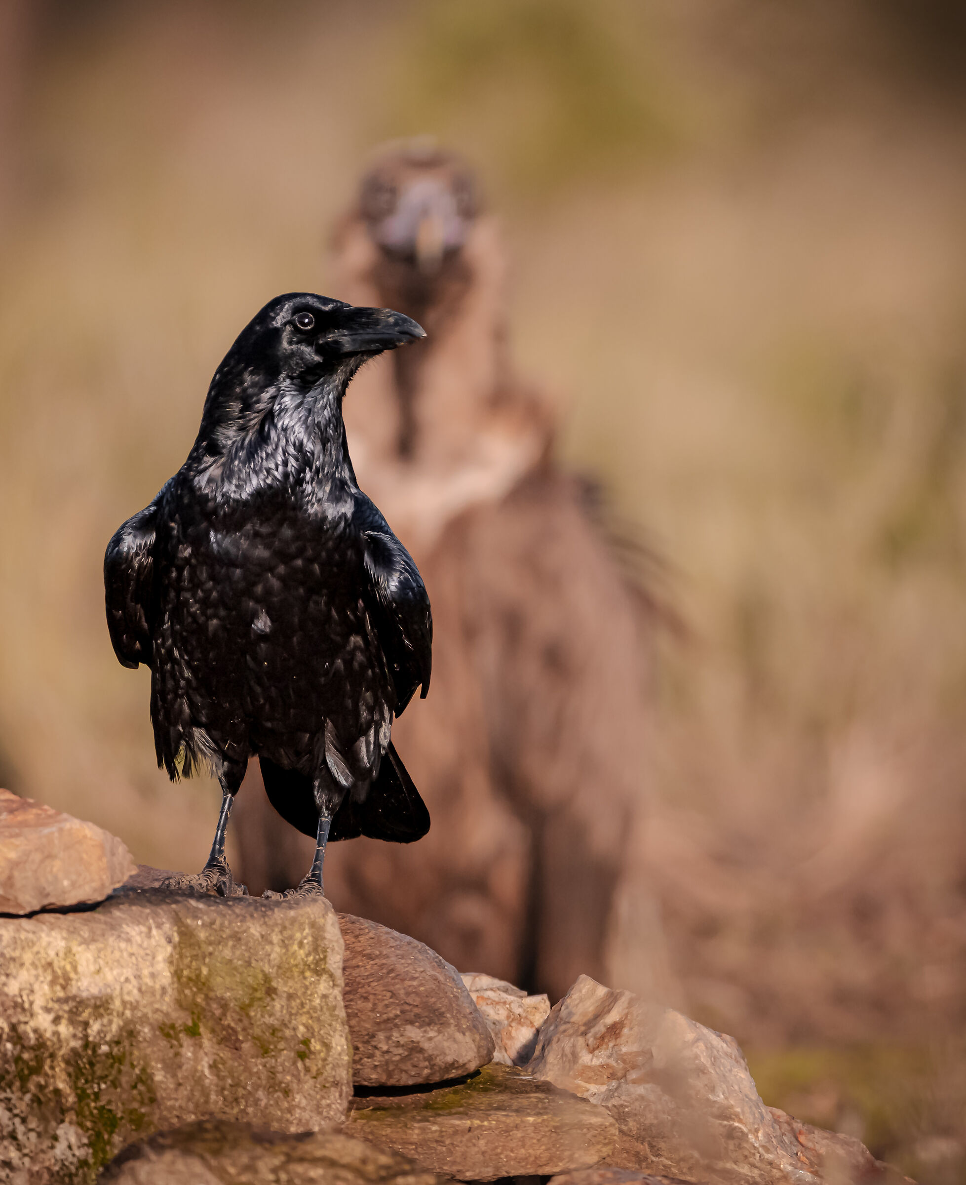 presenze | presences