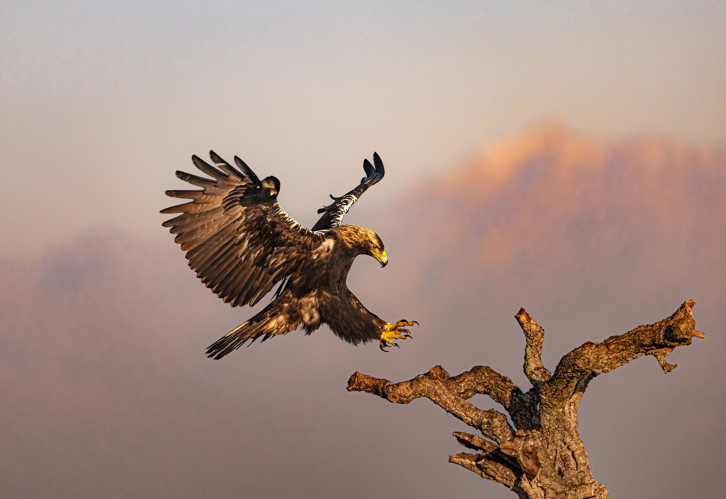 atterraggio all'alba | landing at dawn