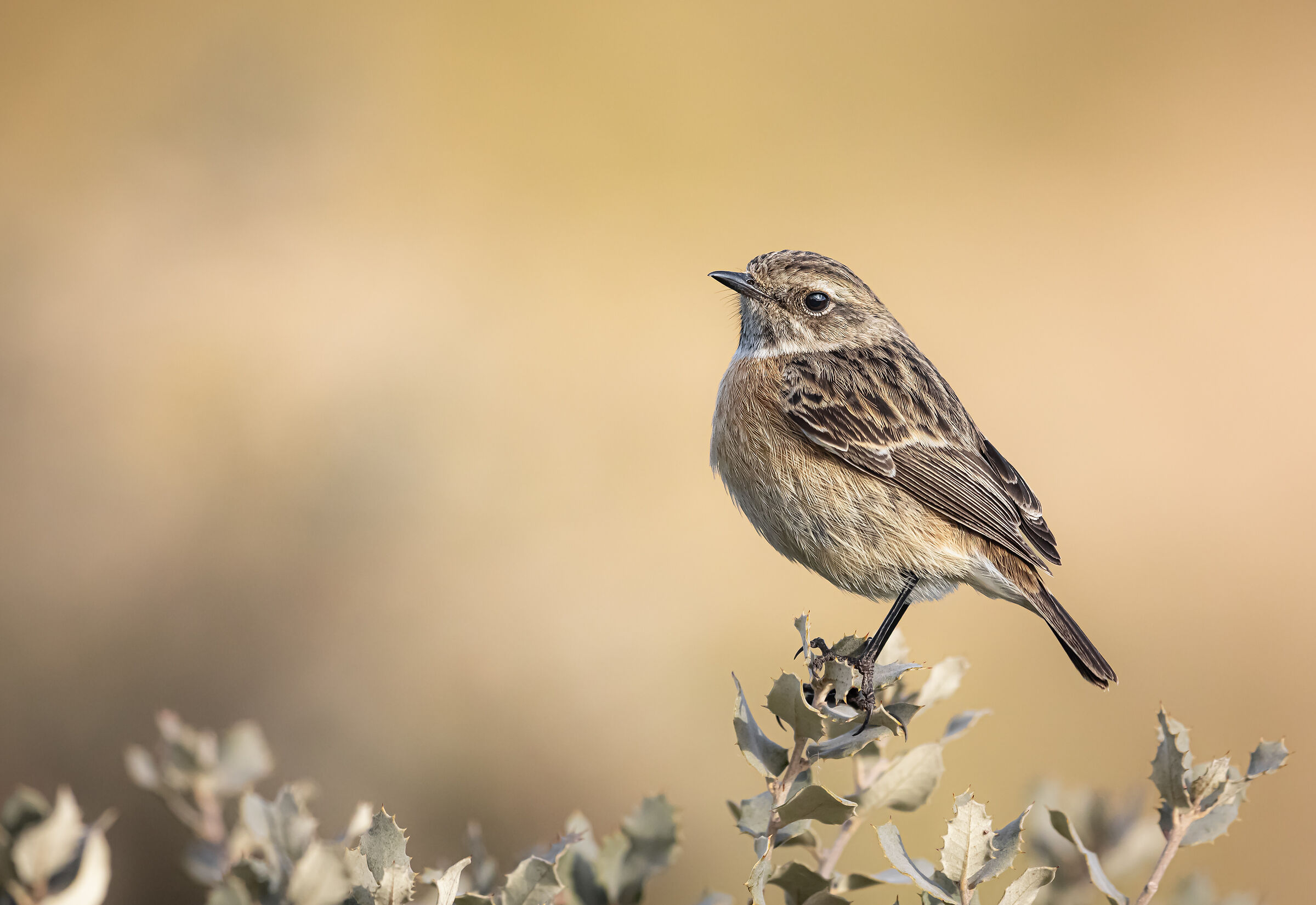 sguardo innamorato | loving glance