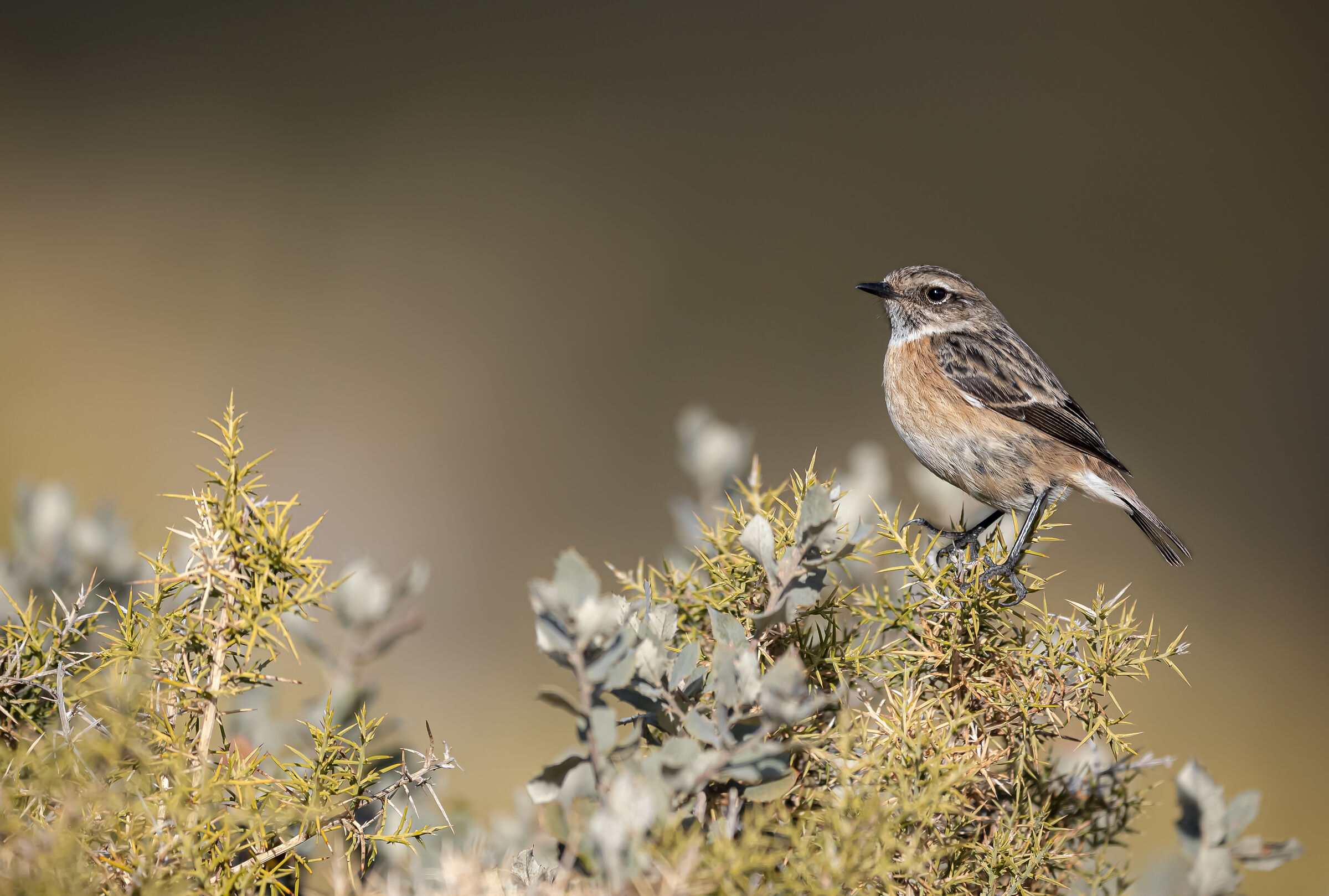 sulle spine | on the thorns