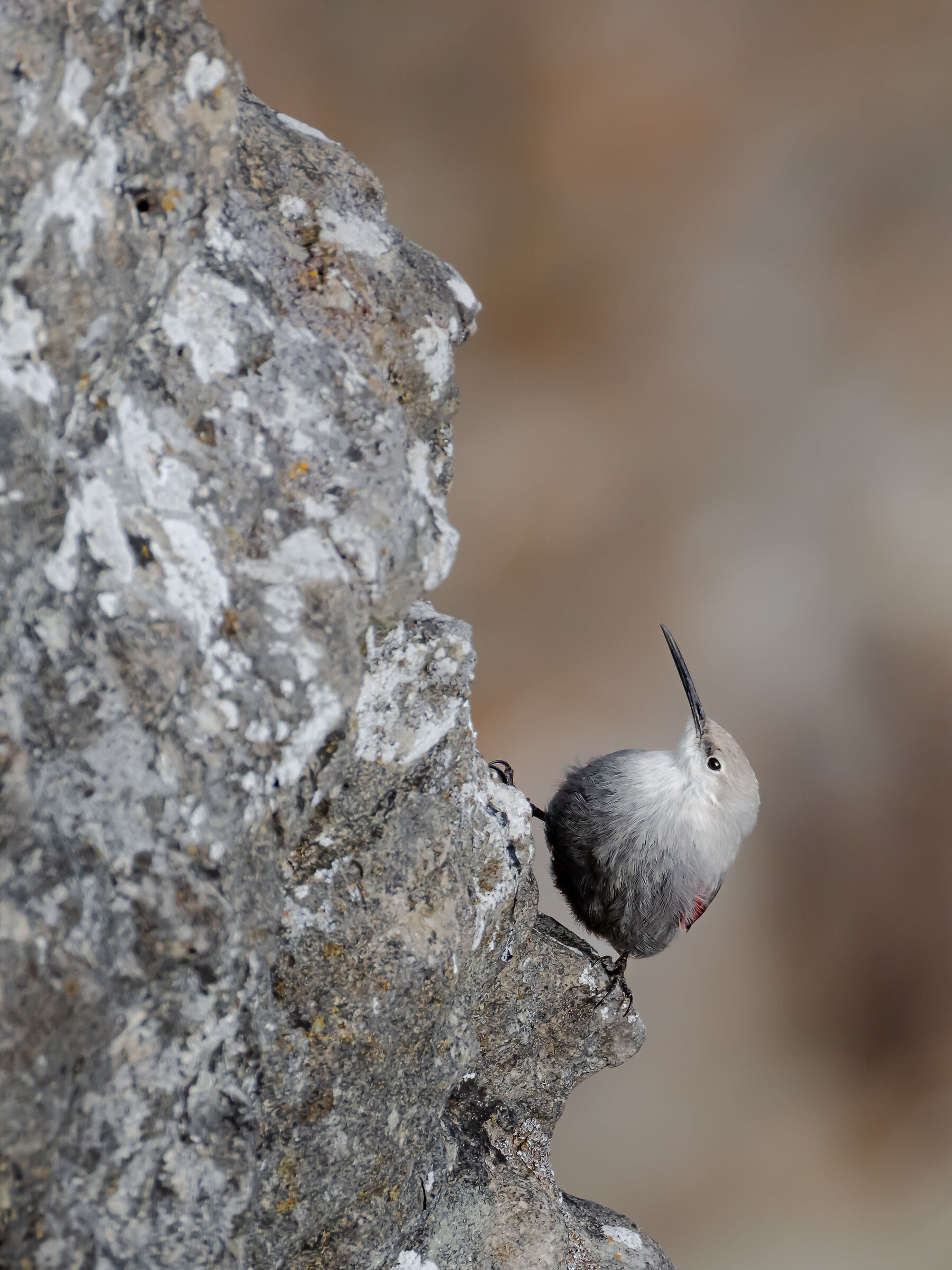 piuma su roccia | feather on rock