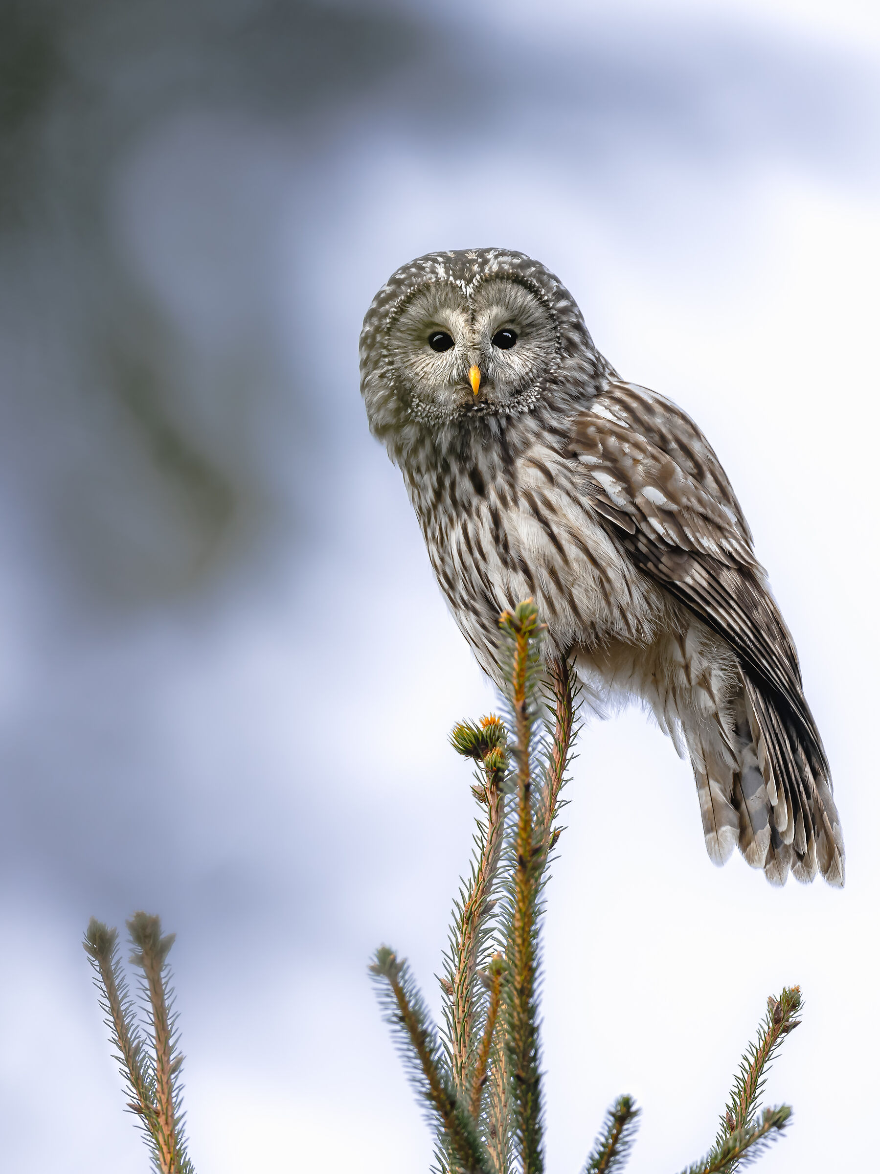 Fantastic Creature | fantastic creatures