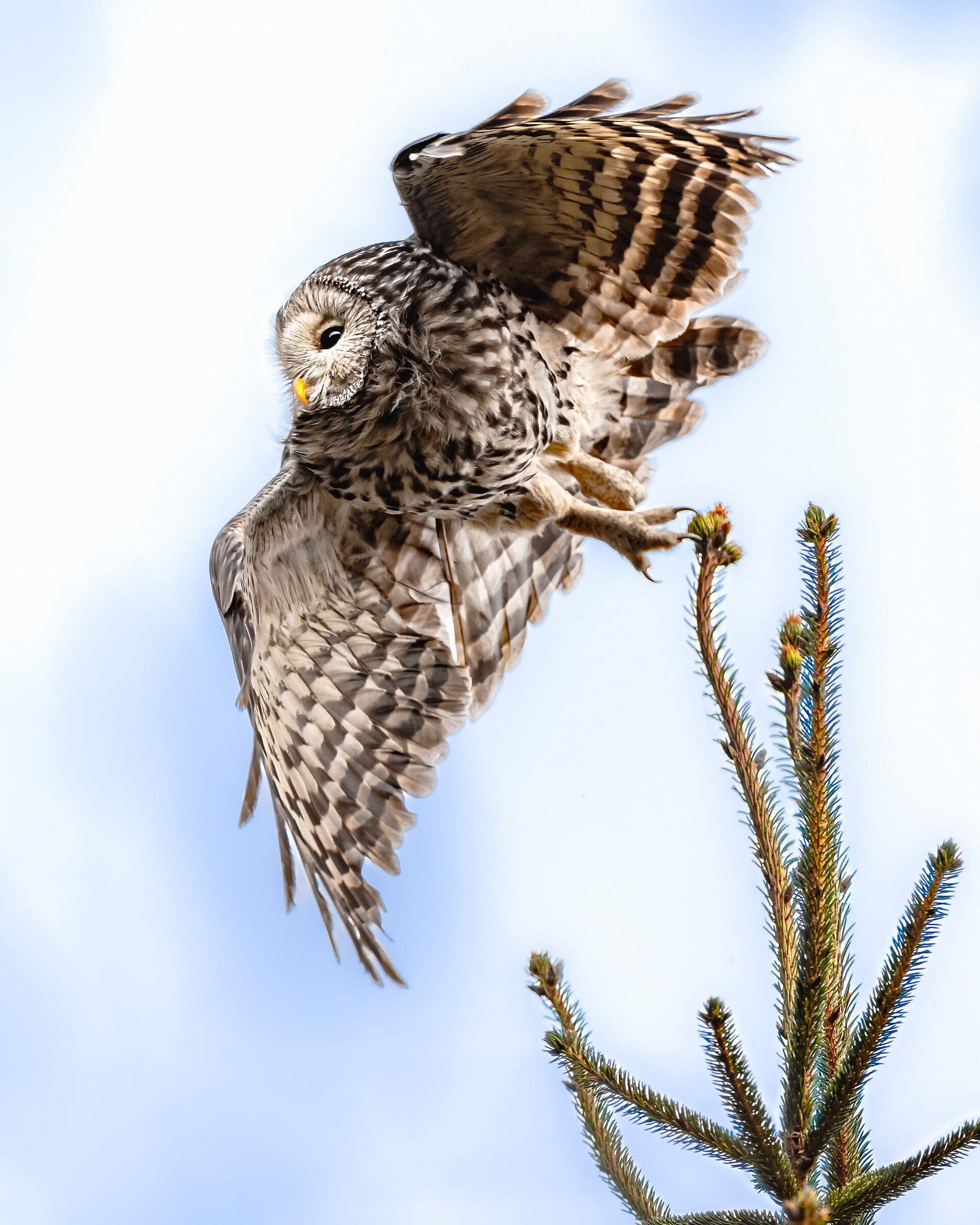 it's time to fly away