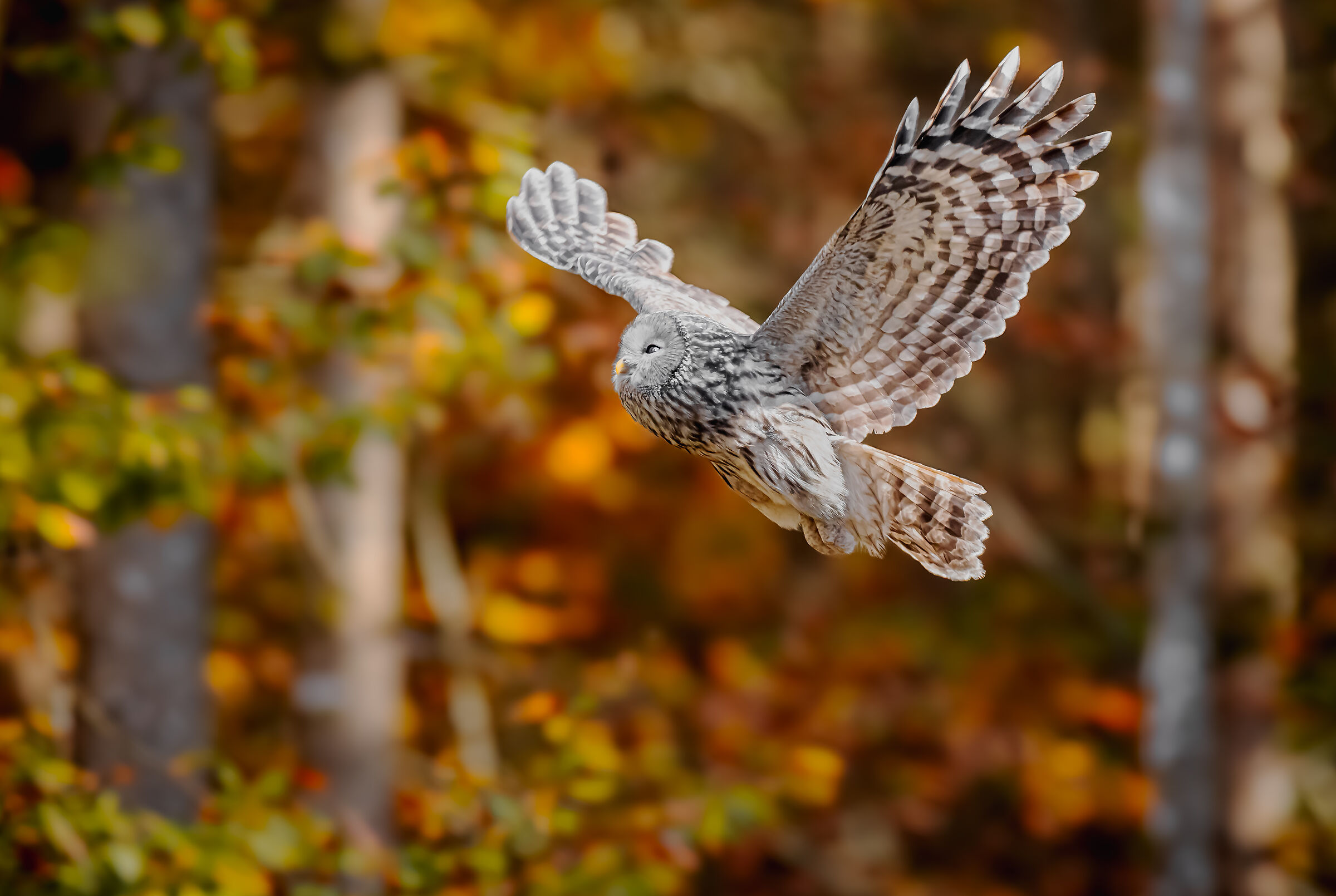 with outstretched wings, in the forest